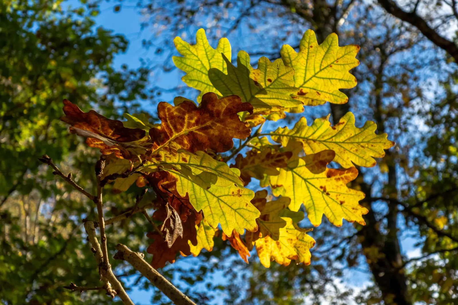 English Oak (Quercus Robur) — Prized for its grandeur and longevity; advancing at a rate of 13 to 24 inches per year