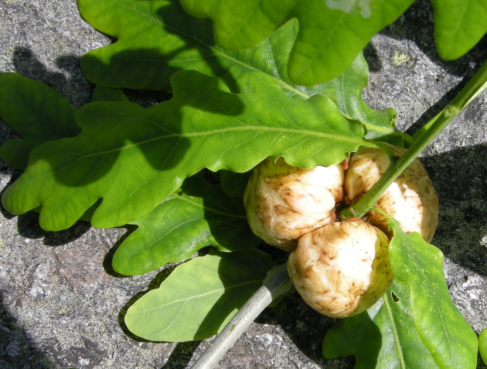 English Oak (Quercus Robur) — also recognized botanically as Quercus robur