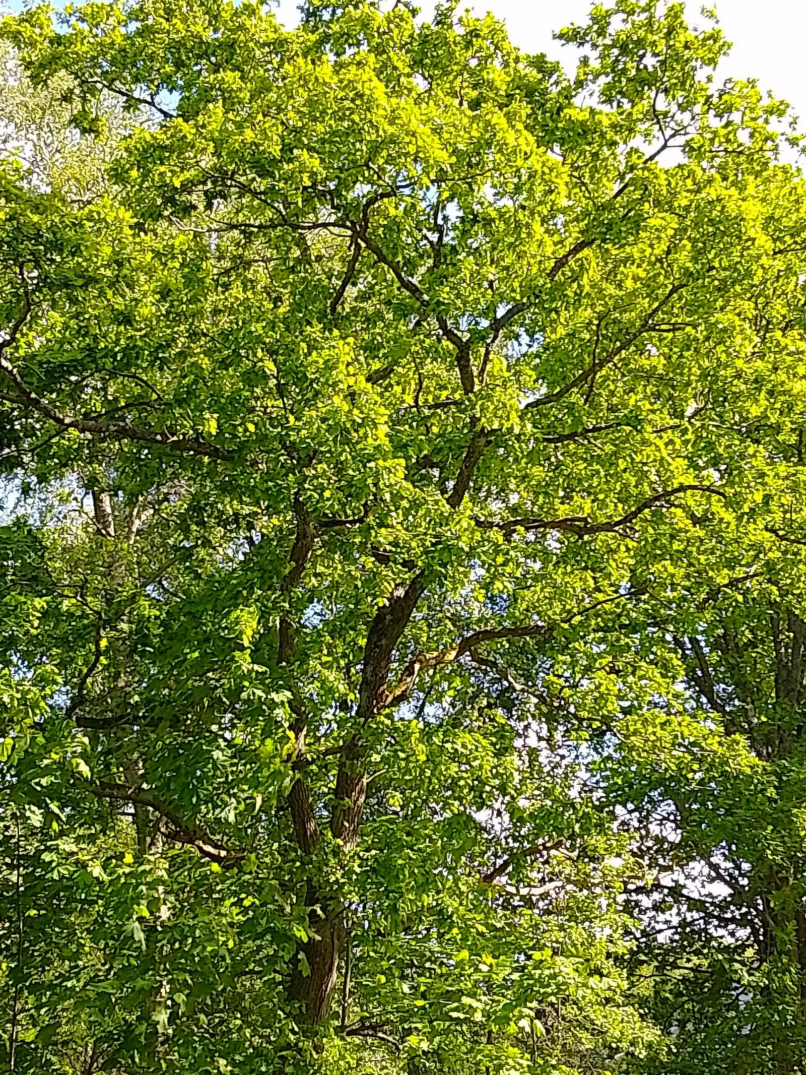 English Oak (Quercus Robur) — Ideal for larger landscapes, it offers grandeur and ecological benefits; are dark green with a distinctive lobed profile and a