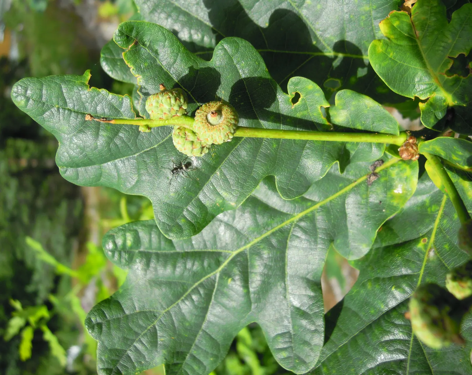 English Oak (Quercus Robur) — as long as they are not waterlogged.<br><br>Sun exposure is vital; full sun is optimal to ensure a healthy