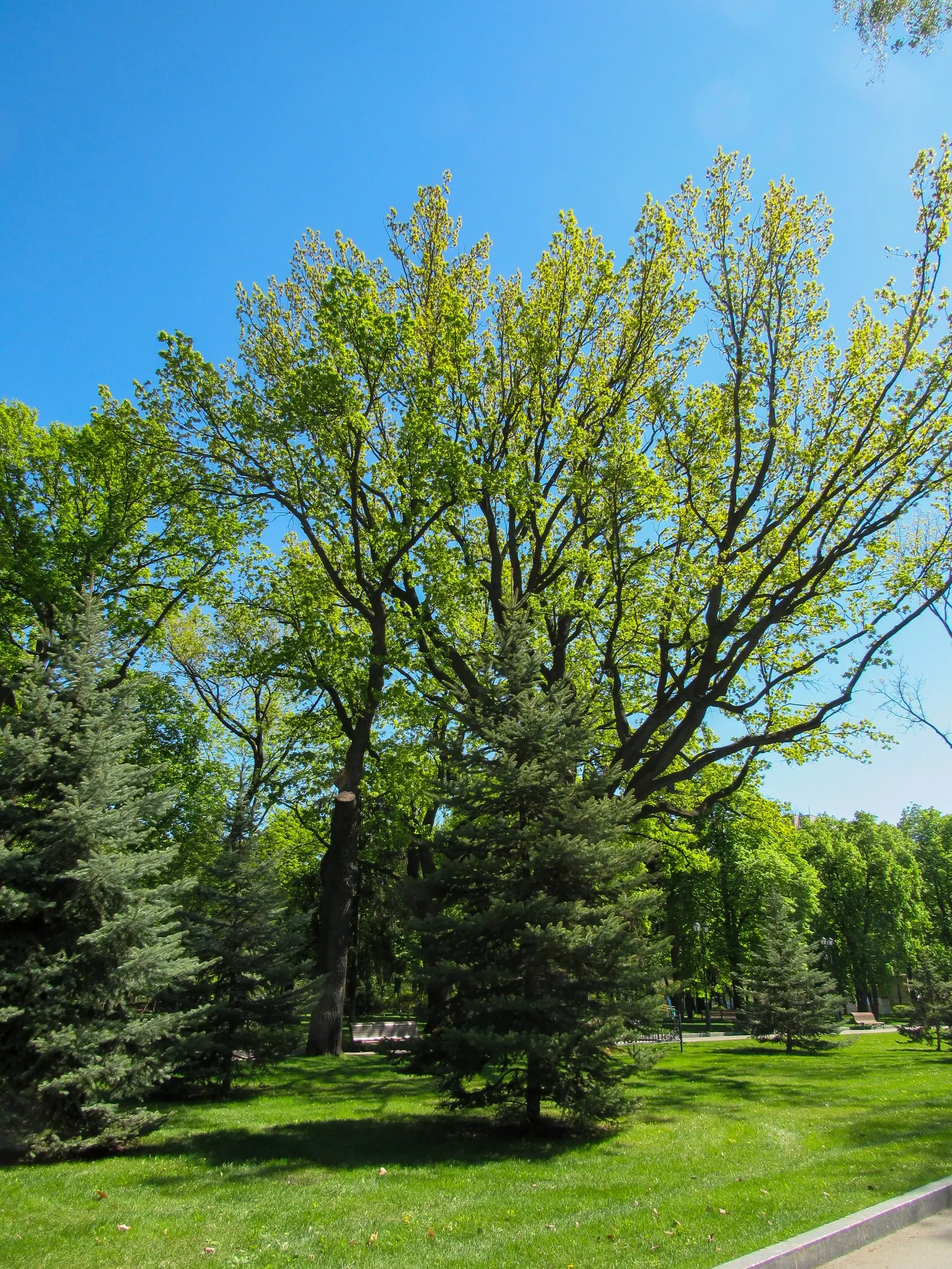 English Oak (Quercus Robur) — Prized for its grandeur and longevity