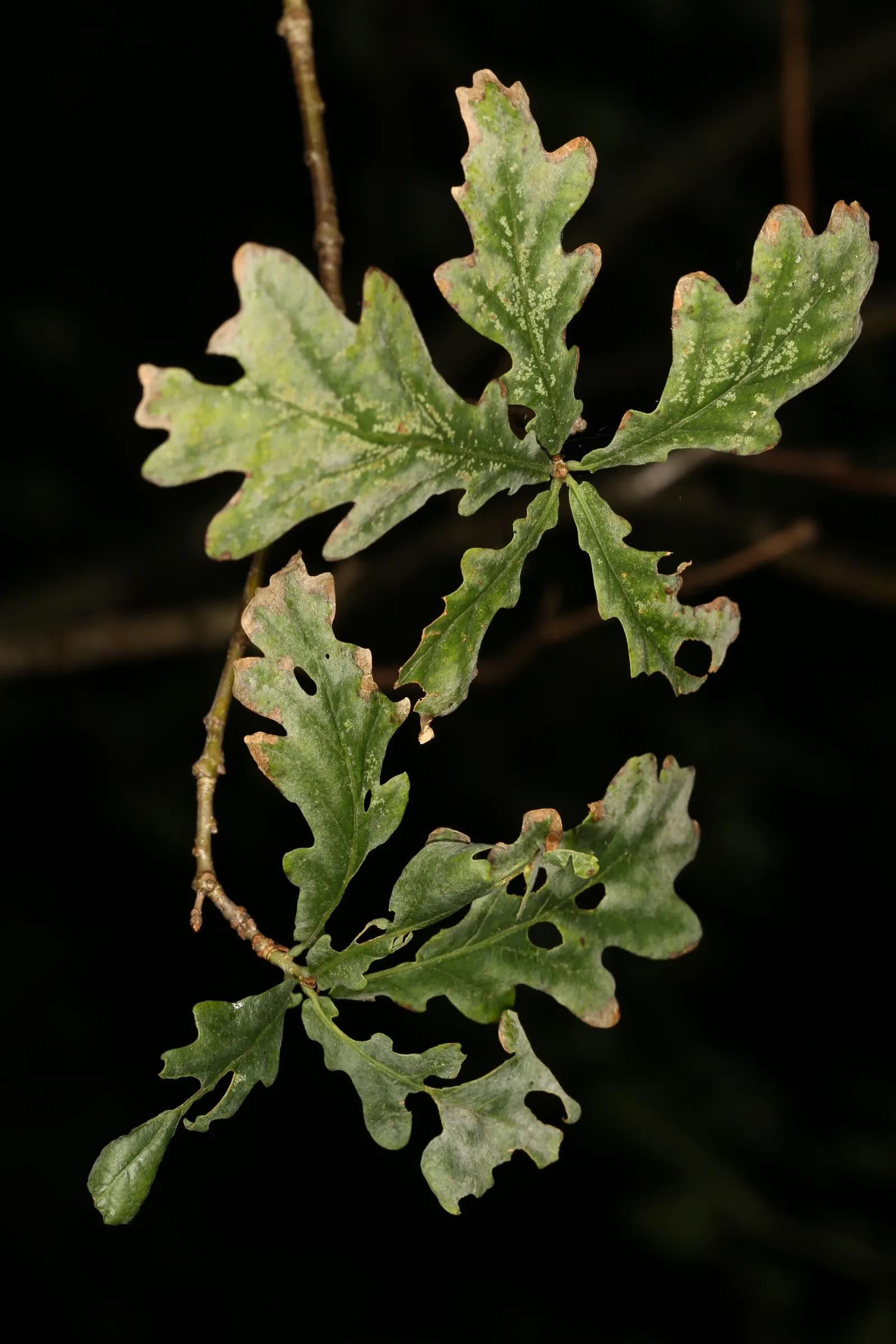 English Oak (Quercus Robur) — adding seasonal interest to your garden.<br><br>As it is a slow-growing tree; deeply entrenched in history and folklore