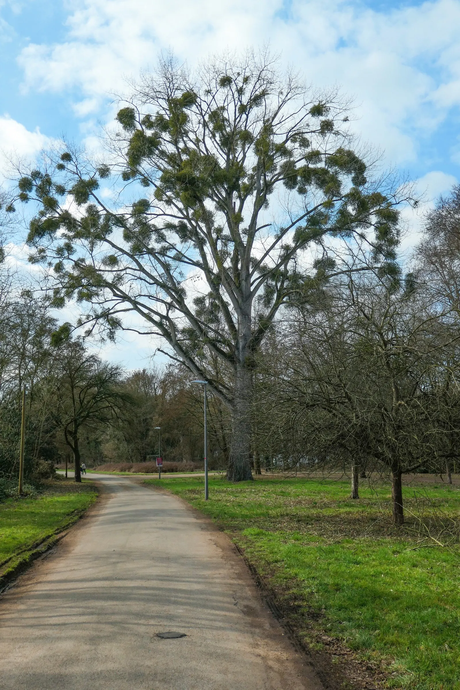 English Oak (Quercus Robur) — advancing at a rate of 13 to 24 inches per year; adding seasonal interest to your garden.<br><br>As it is a slow-growing tree