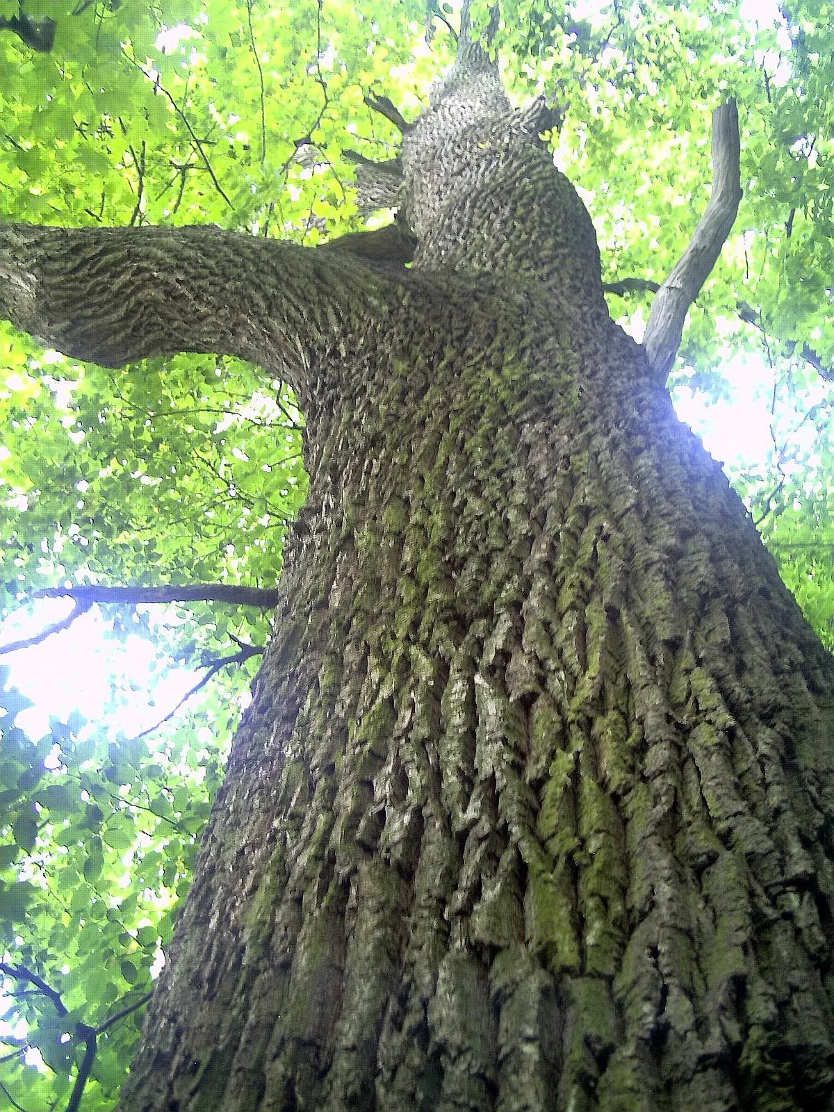 English Oak (Quercus Robur) — Keep in mind; the English Oak is known to live for centuries; is a majestic and resilient deciduous tree