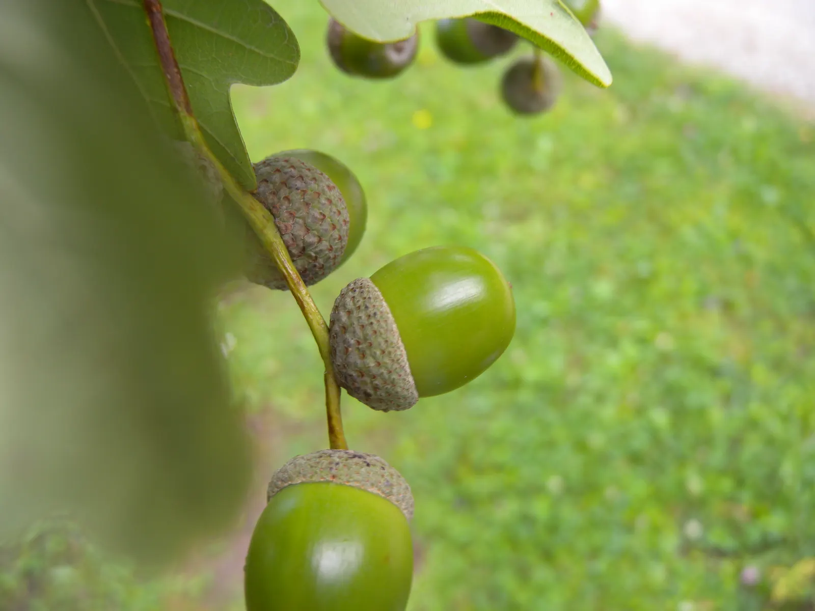English Oak (Quercus Robur) — as long as they are not waterlogged.<br><br>Sun exposure is vital; full sun is optimal to ensure a healthy; its sprawling