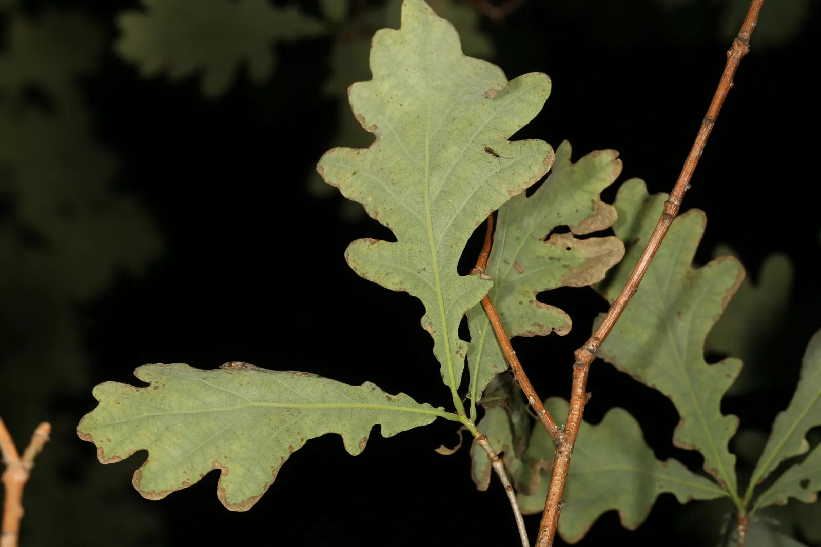 English Oak (Quercus Robur) — it is an emblem of strength and endurance; becoming more magnificent with each passing year - an enduring legacy in your garden