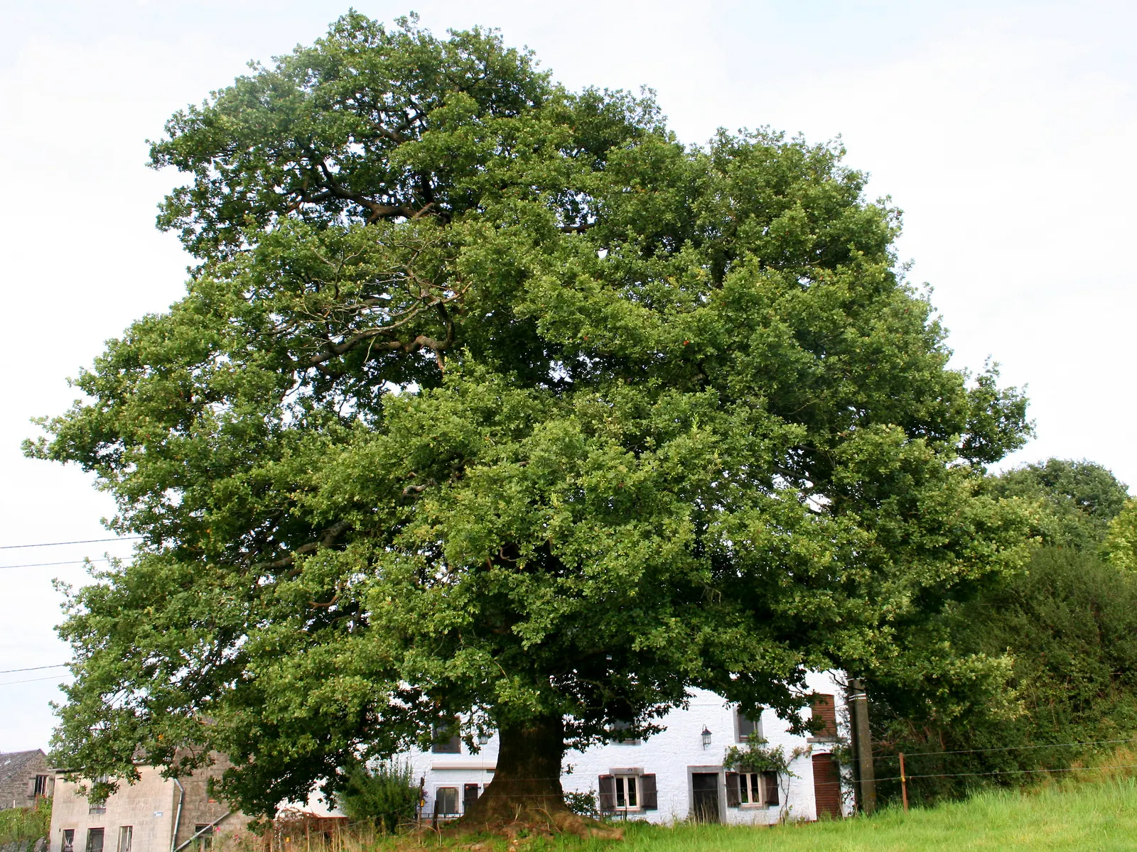English Oak (Quercus Robur) — With a hearty zone range of 5 to 8, it's long-lived and supports wildlife; placement should be considered carefully to