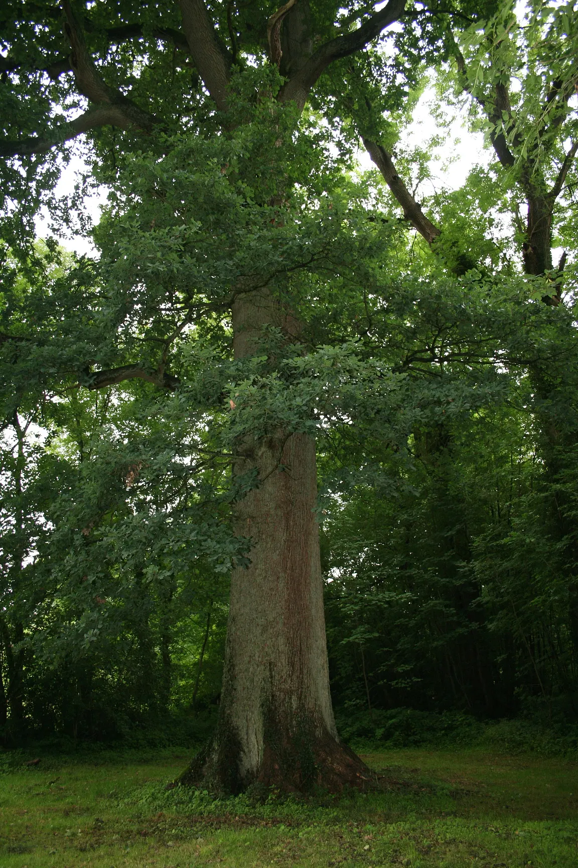 English Oak (Quercus Robur) — Autumnal hues can range from a rich gold to a russet brown
