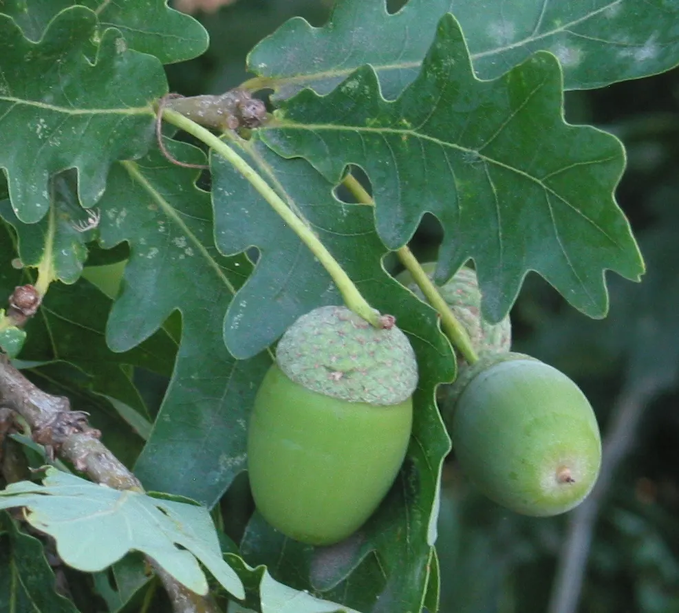 English Oak (Quercus Robur) — becoming more magnificent with each passing year - an enduring legacy in your garden design