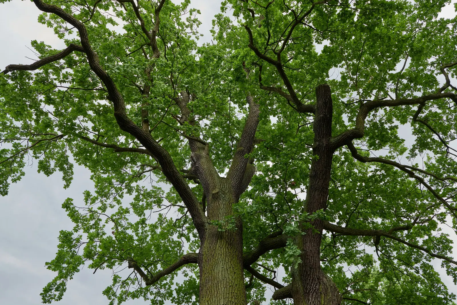 English Oak (Quercus Robur) — tree for full