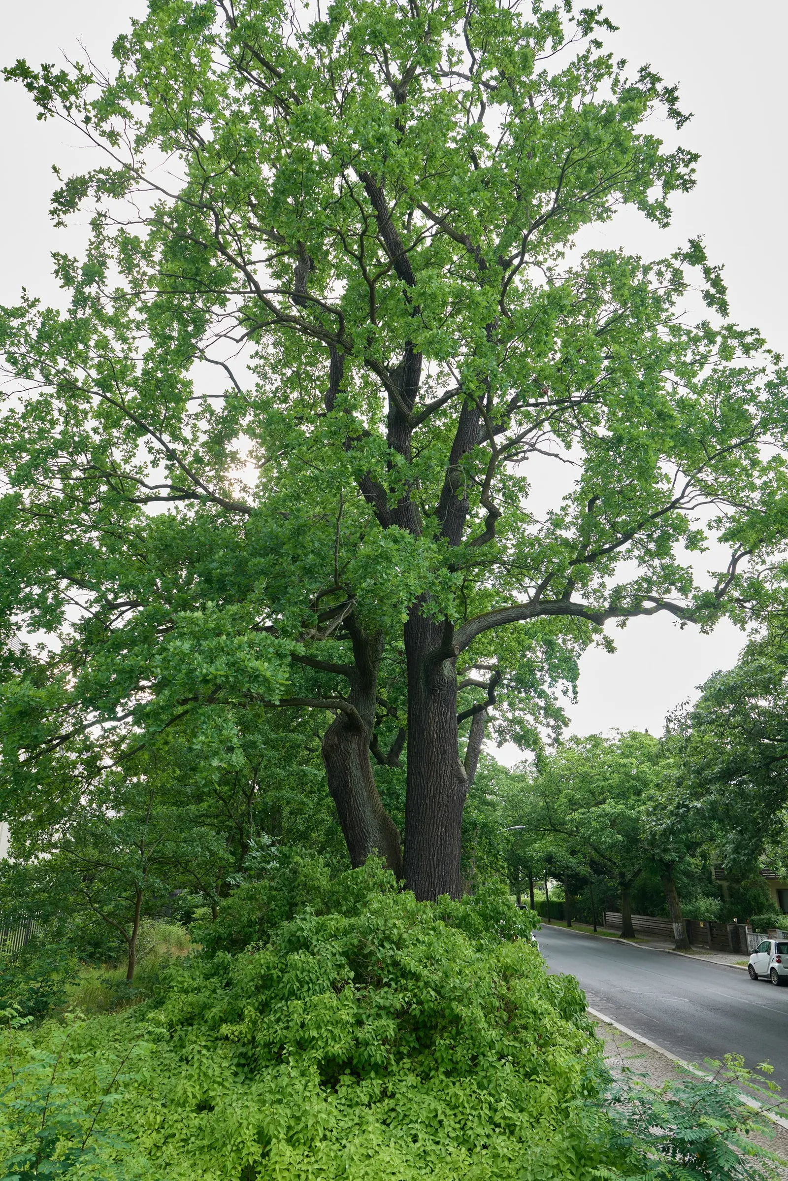 English Oak (Quercus Robur) — making it an excellent choice for gardeners seeking a low-fuss yet striking addition to their landscape