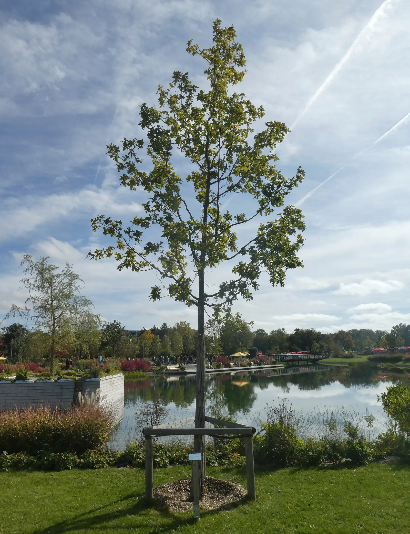 English Oak (Quercus Robur) — Ideal for larger landscapes, it offers grandeur and ecological benefits