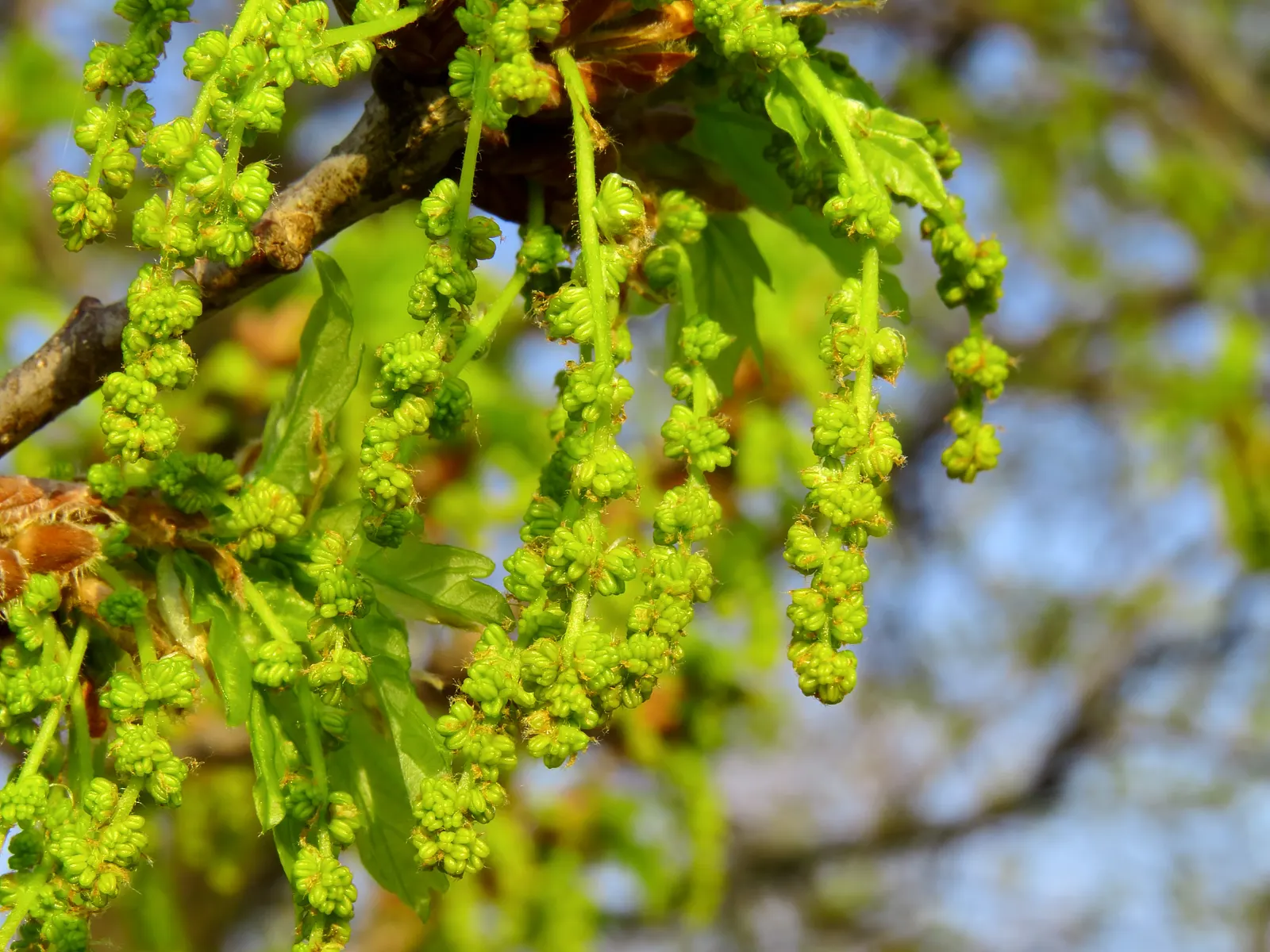 English Oak (Quercus Robur) — placement should be considered carefully to accommodate its mature size; keep in mind; the English Oak is known to live for