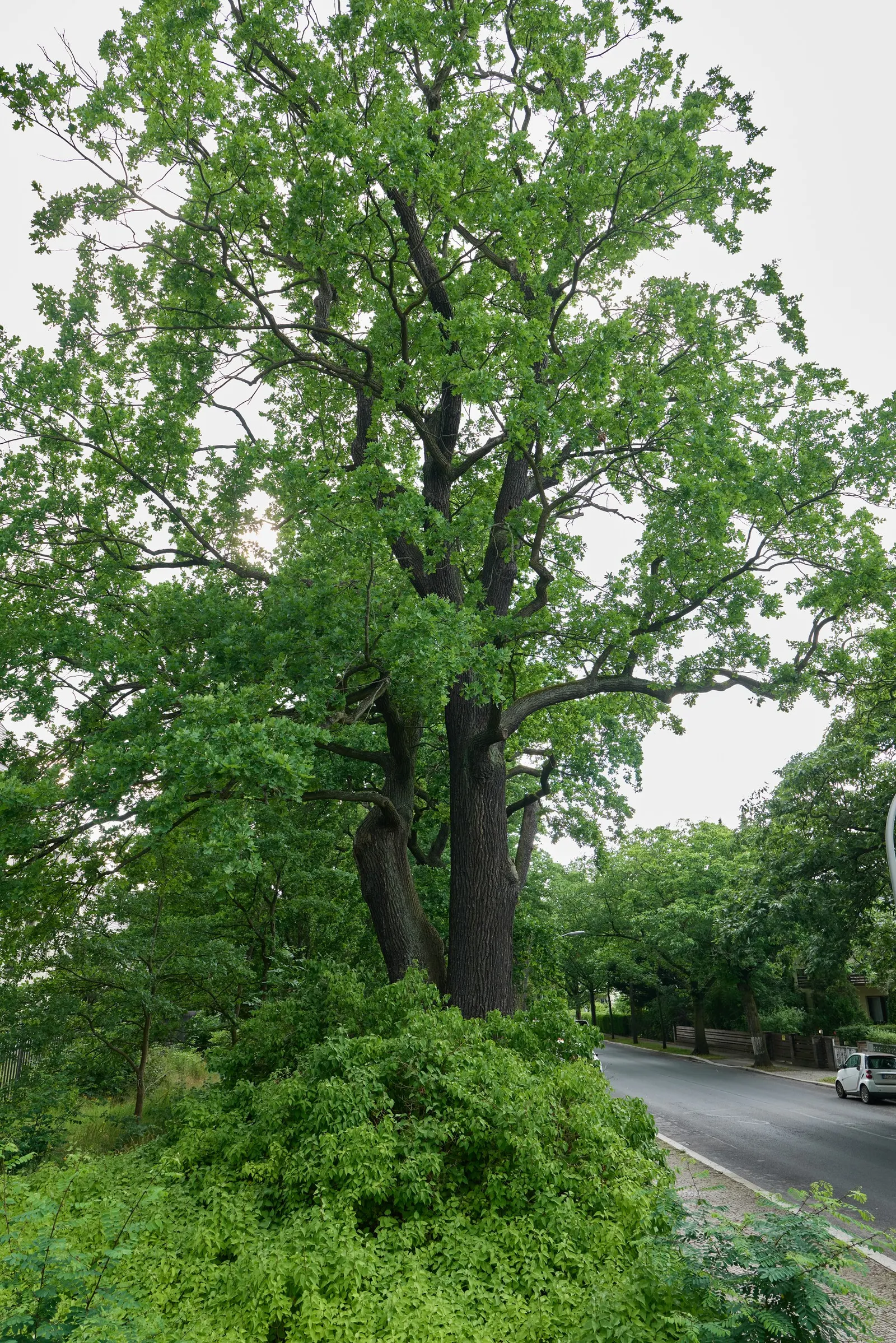English Oak (Quercus Robur) — featuring a broad canopy of lobed leaves and producing iconic acorns