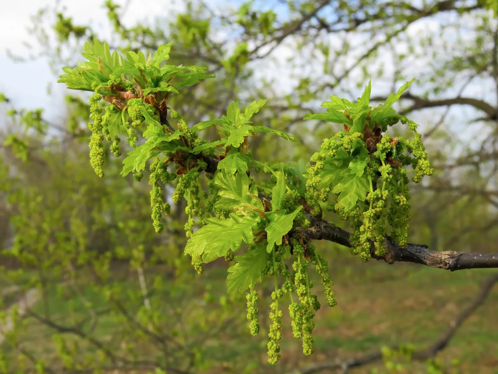English Oak (Quercus Robur) — making it an excellent choice for gardeners seeking a low-fuss yet striking addition to their landscape; is a majestic deciduous