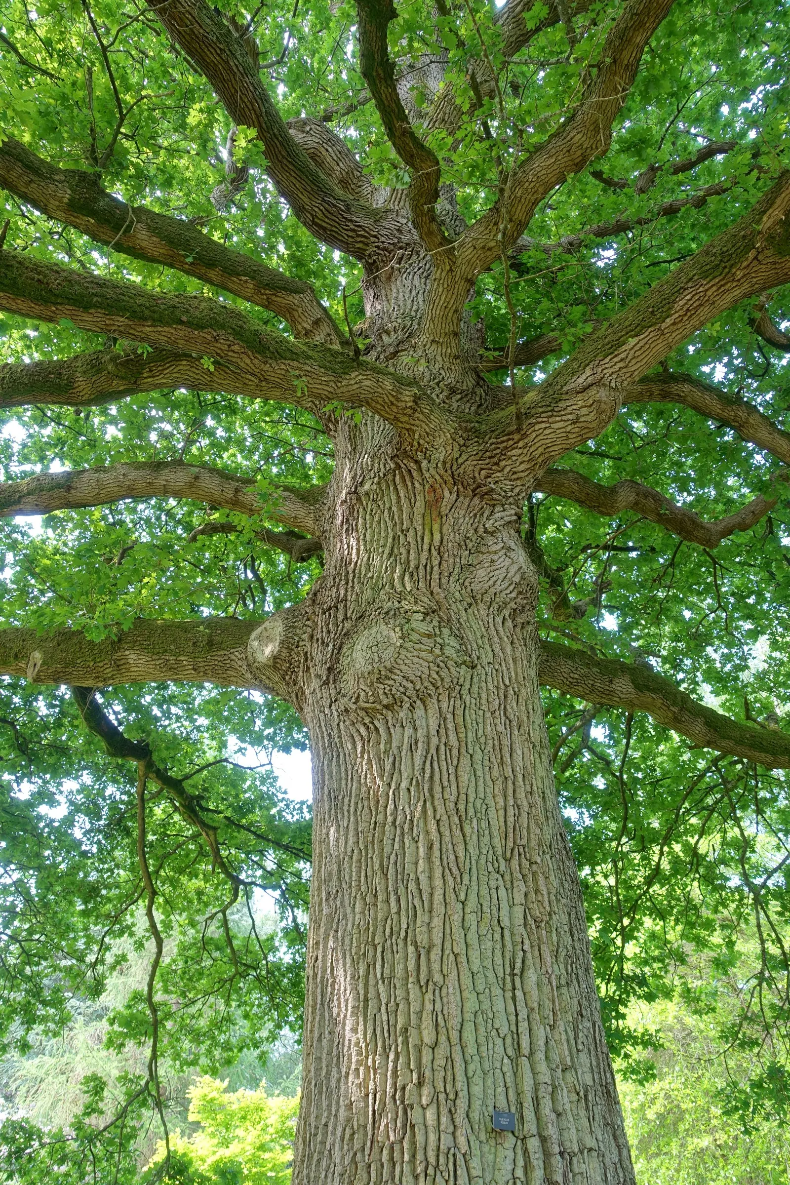 English Oak (Quercus Robur) — Keep in mind; the English Oak is known to live for centuries