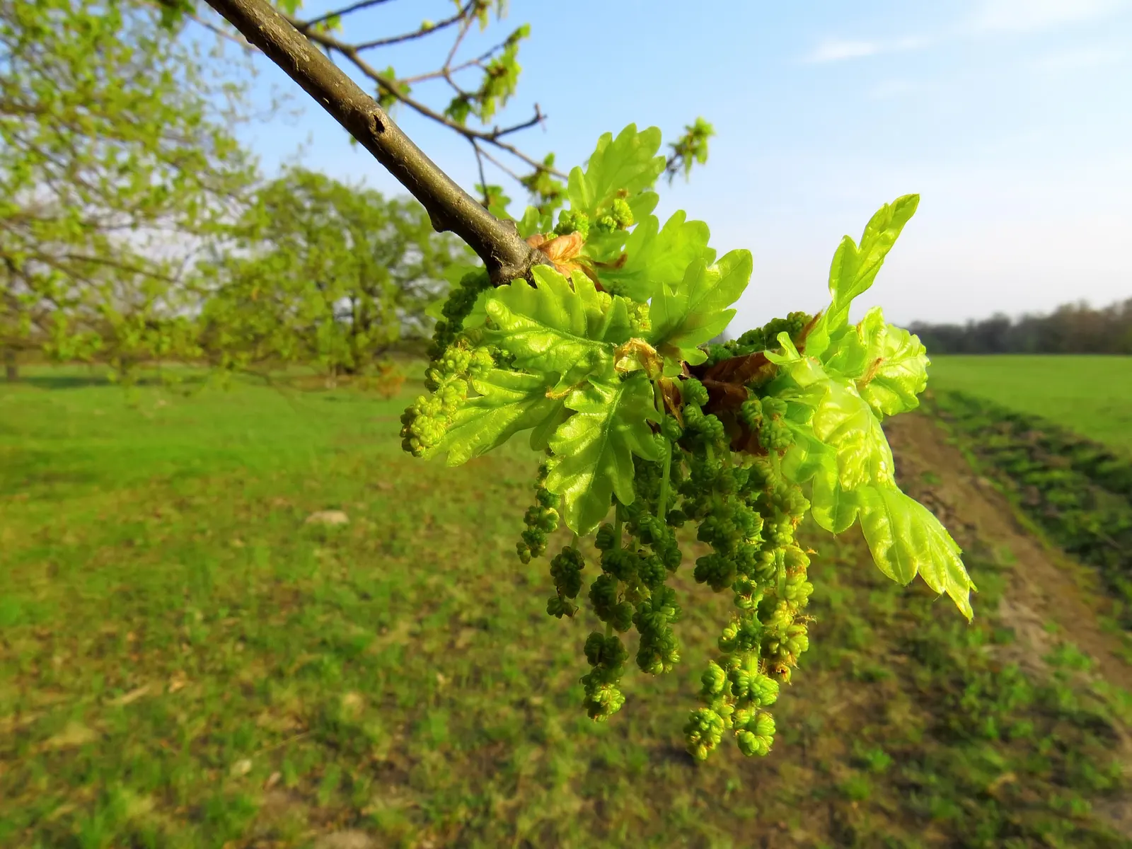 English Oak (Quercus Robur) — It flourishes in full sun with well-drained soil; tree for full