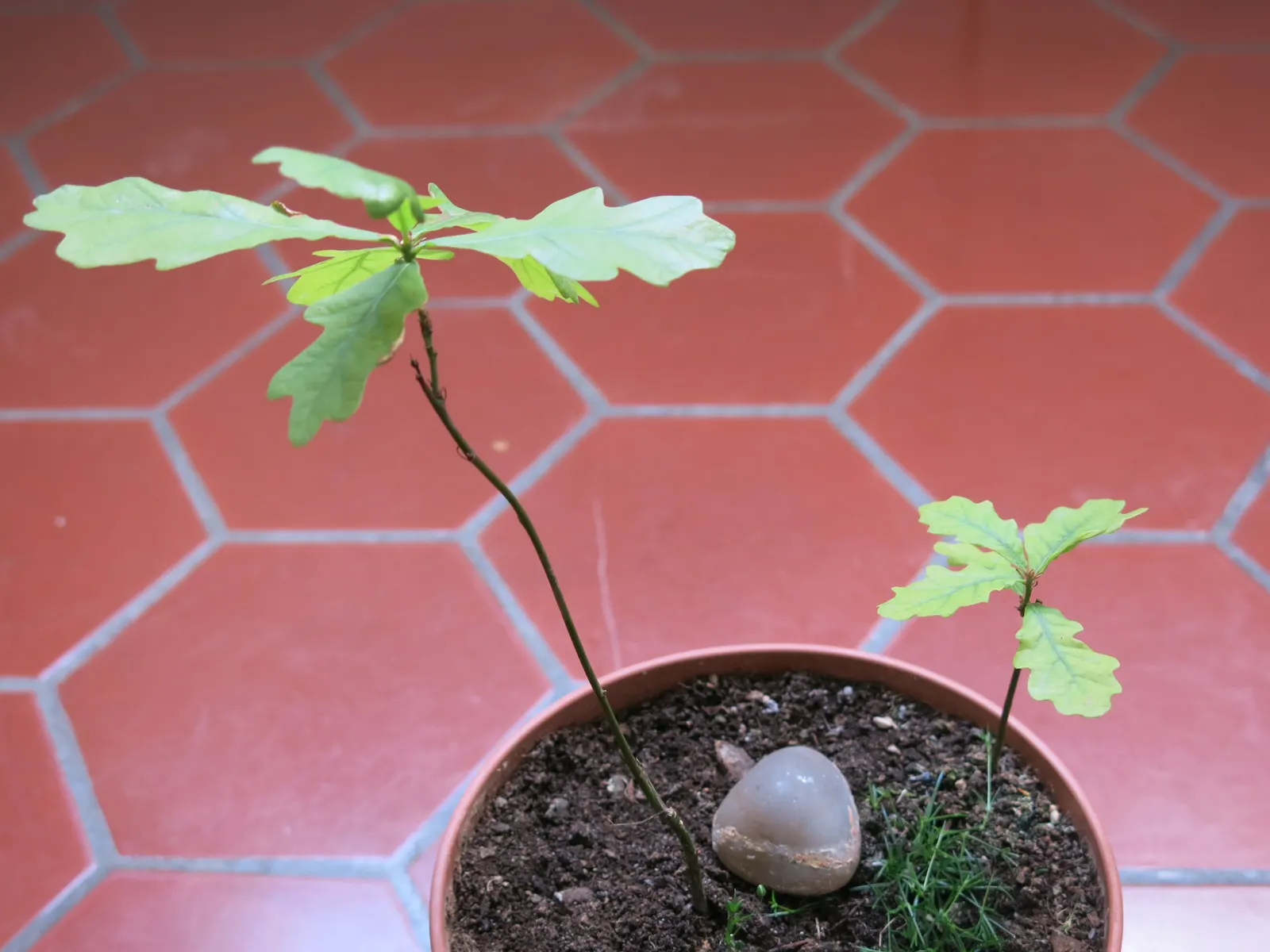 English Oak (Quercus Robur) — becoming more magnificent with each passing year - an enduring legacy in your garden design; autumnal hues can range from a rich