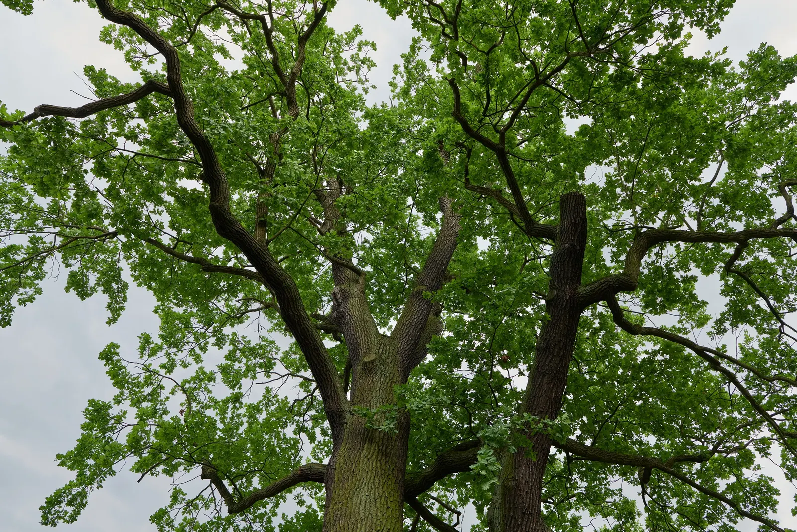 English Oak (Quercus Robur) — is a majestic and resilient deciduous tree
