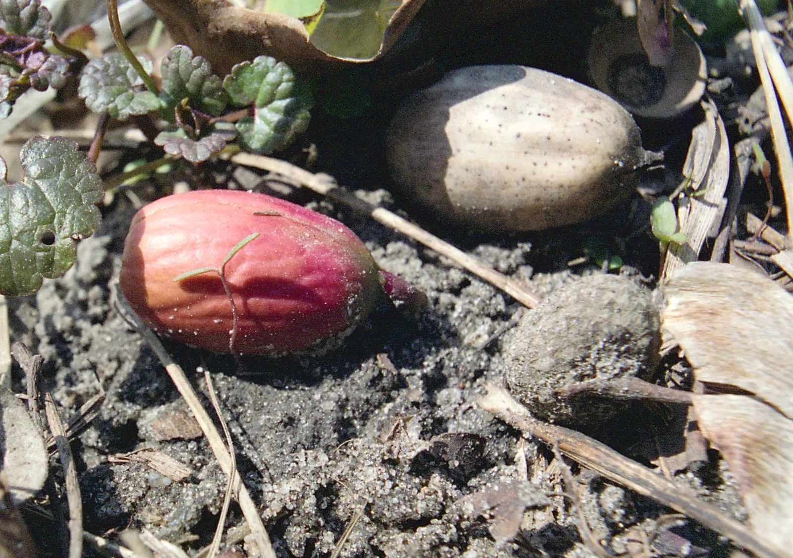 English Oak (Quercus Robur) — featuring a broad canopy of lobed leaves and producing iconic acorns; also recognized botanically as Quercus robur