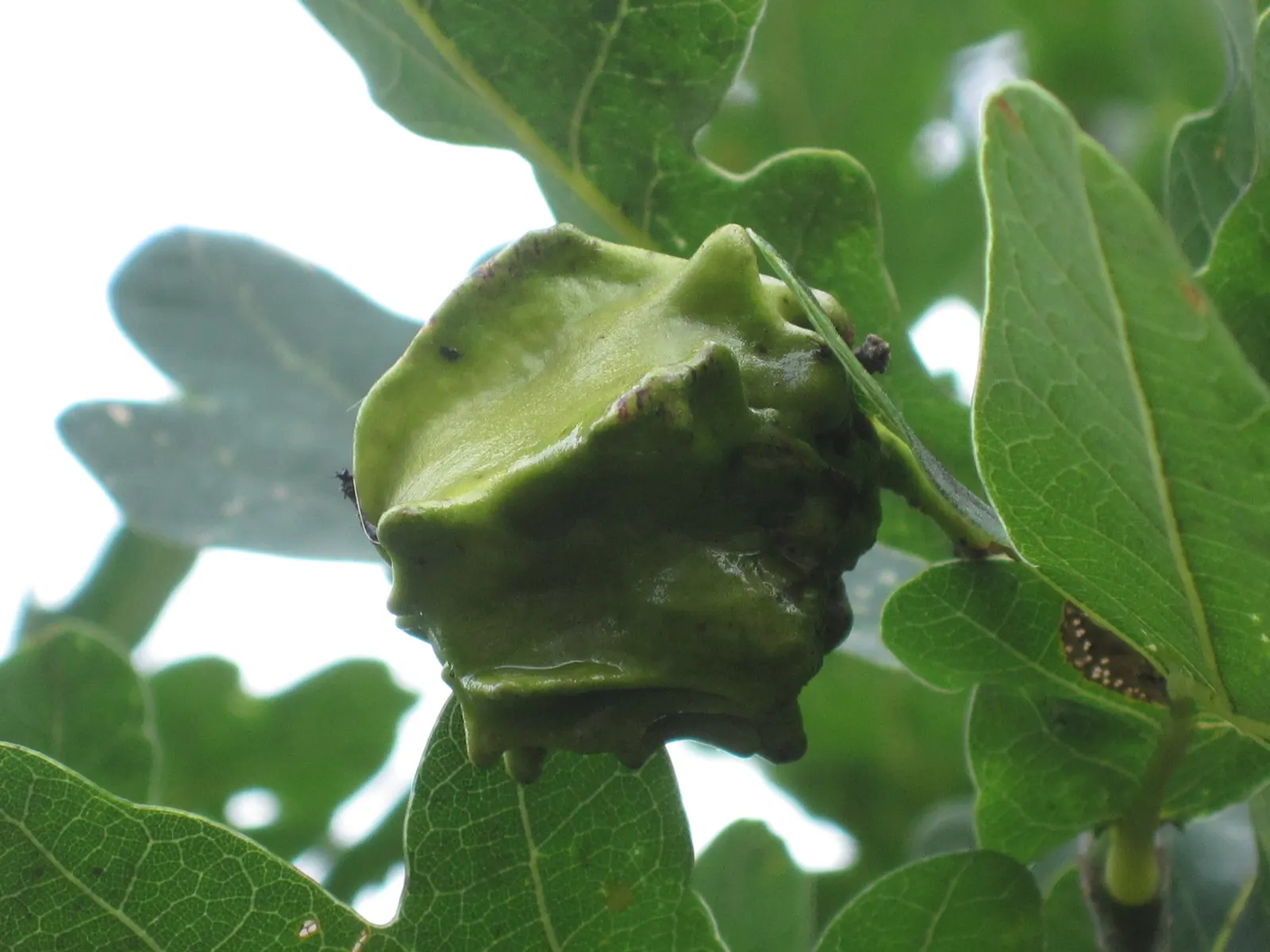 English Oak (Quercus Robur) — It is tolerant of various soil types