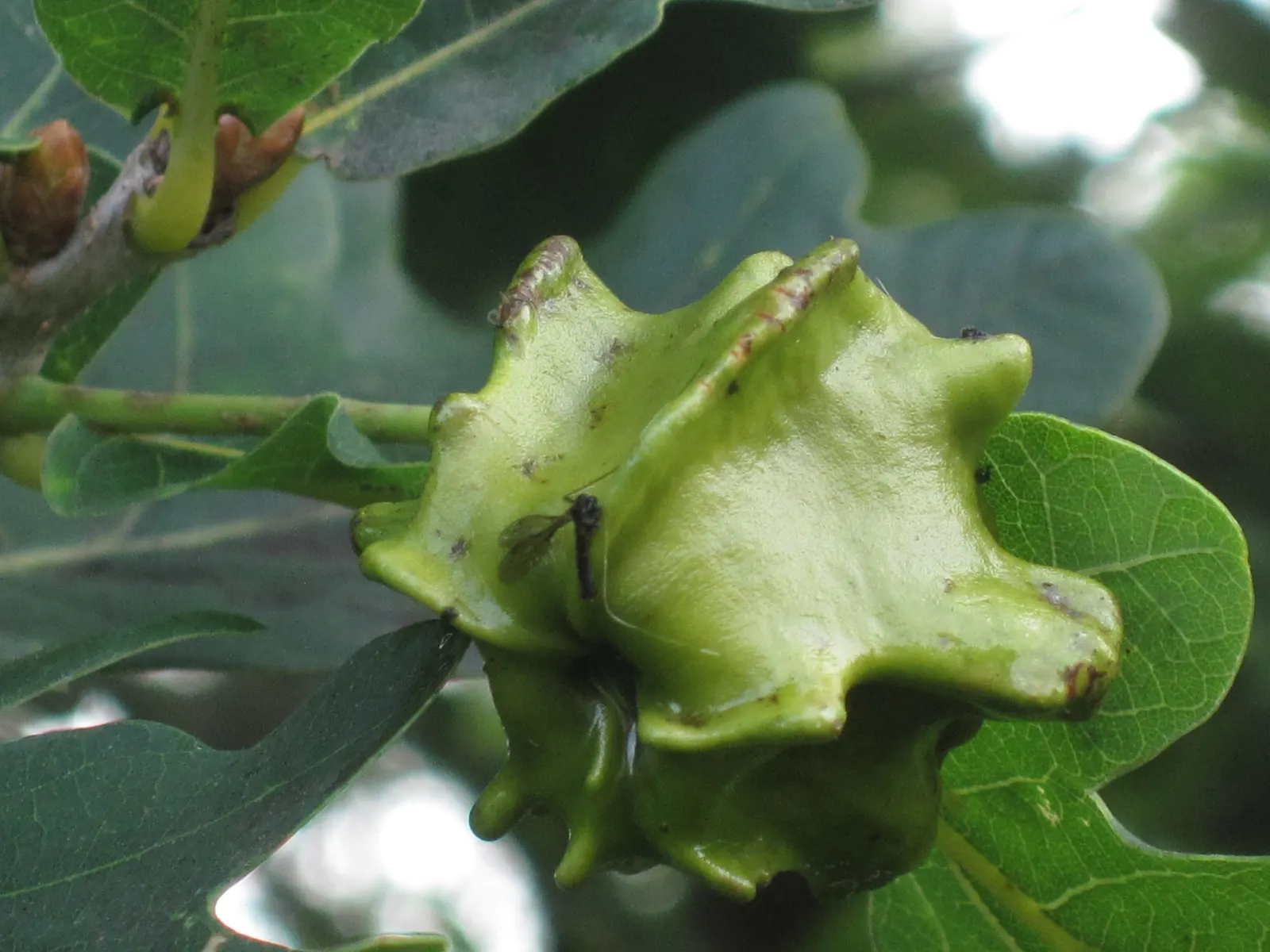 English Oak (Quercus Robur) — adding seasonal interest to your garden.<br><br>As it is a slow-growing tree