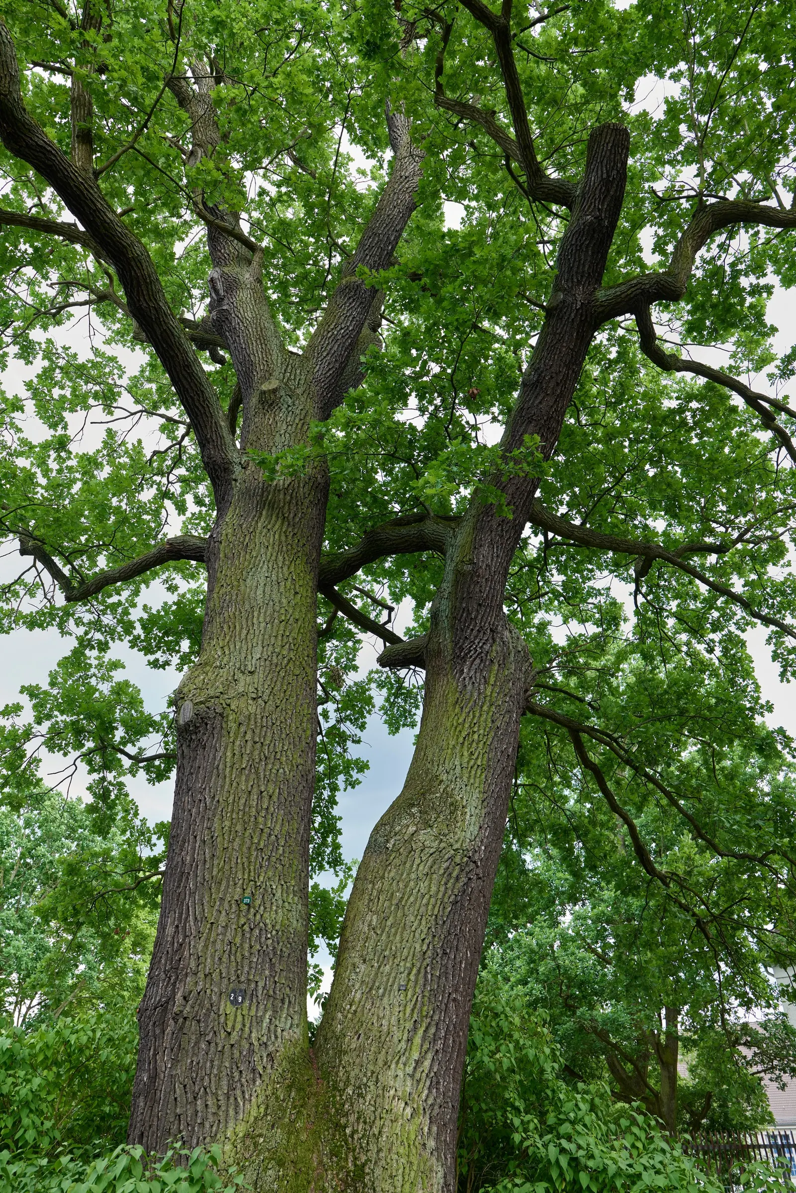 English Oak (Quercus Robur) — Its sprawling branches provide a robust structure, often creating a rounded or broad spreading crown