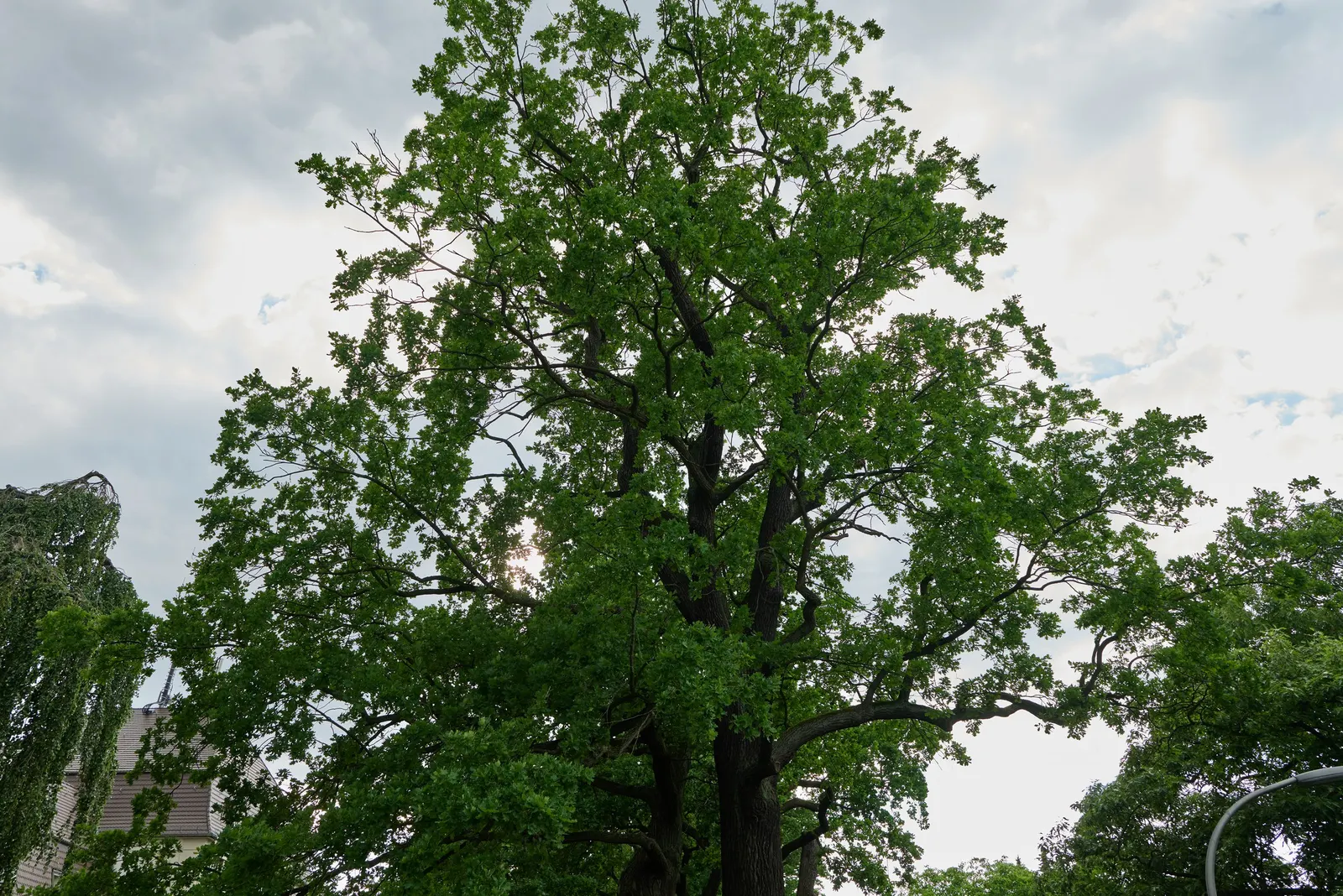 English Oak (Quercus Robur) — placement should be considered carefully to accommodate its mature size