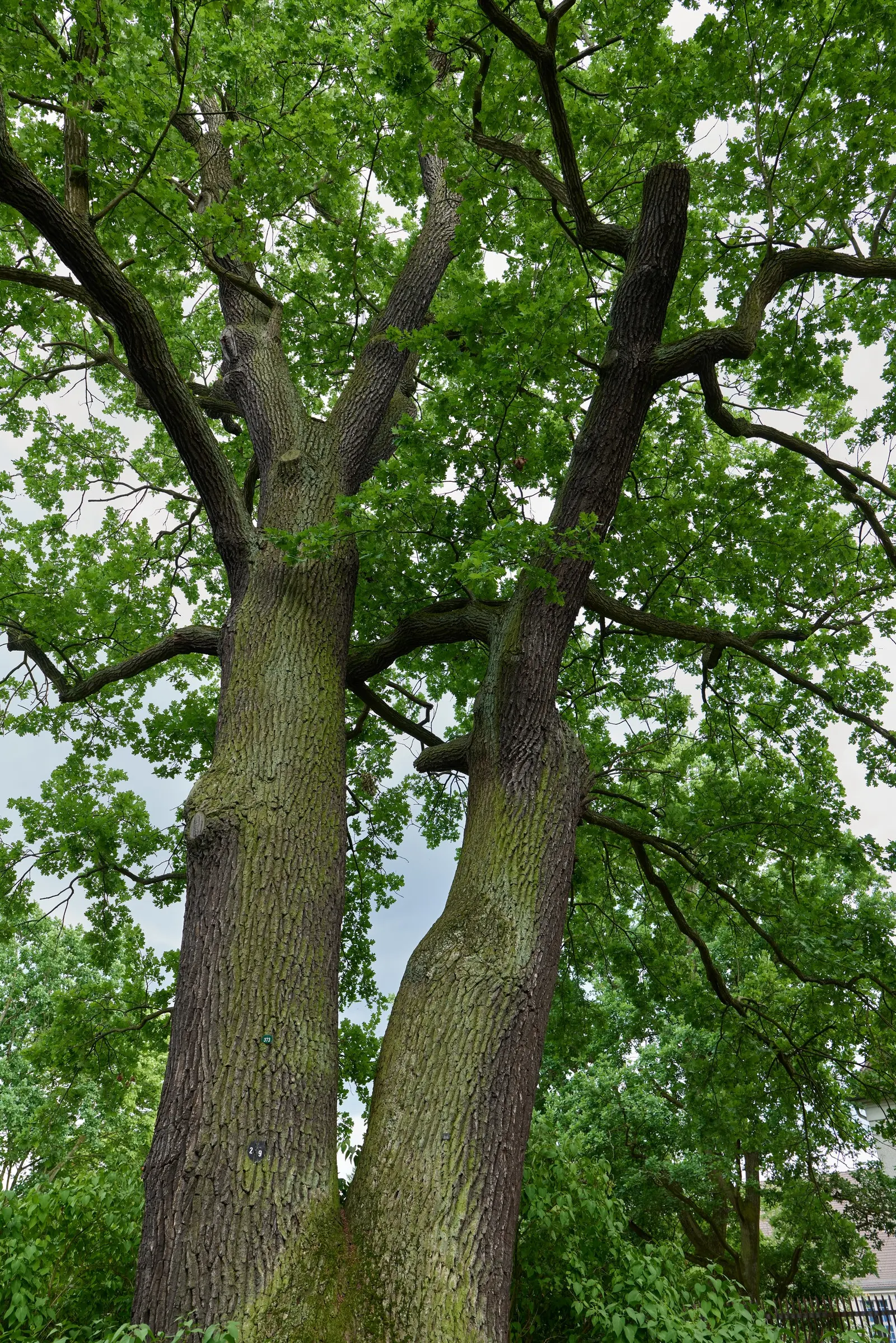 English Oak (Quercus Robur) — are dark green with a distinctive lobed profile and a smooth