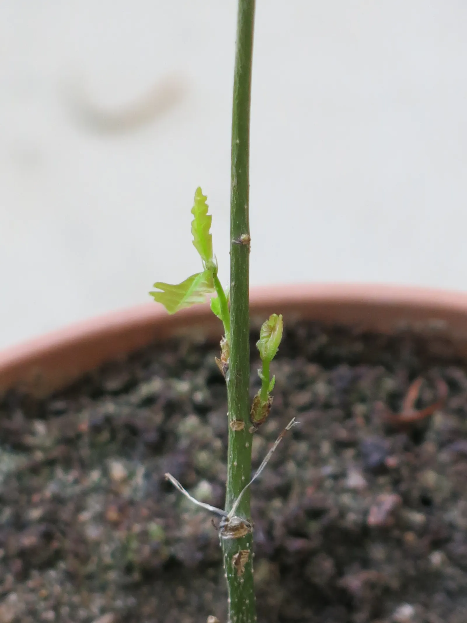 English Oak (Quercus Robur) — With a hearty zone range of 5 to 8, it's long-lived and supports wildlife