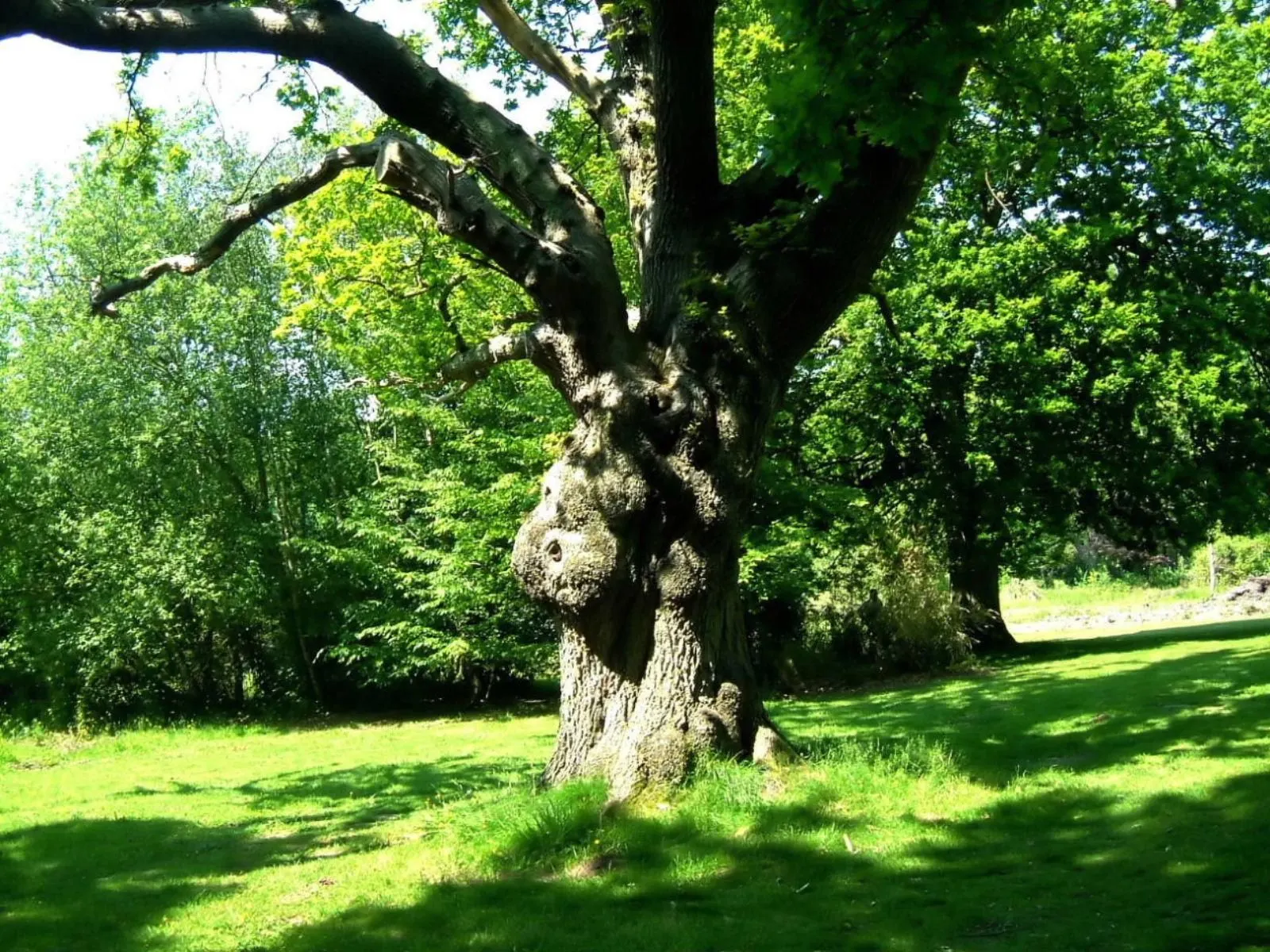 English Oak (Quercus Robur) — also recognized botanically as Quercus robur; this oak is drought-resistant once established and requires minimal maintenance