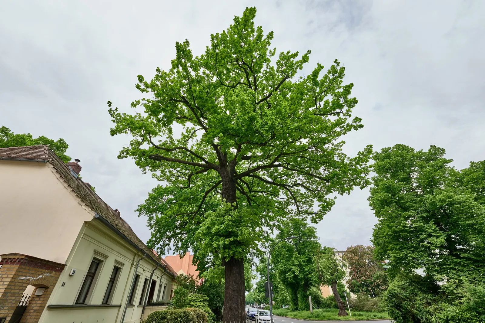 English Oak (Quercus Robur) — measuring 3 to 5 inches long