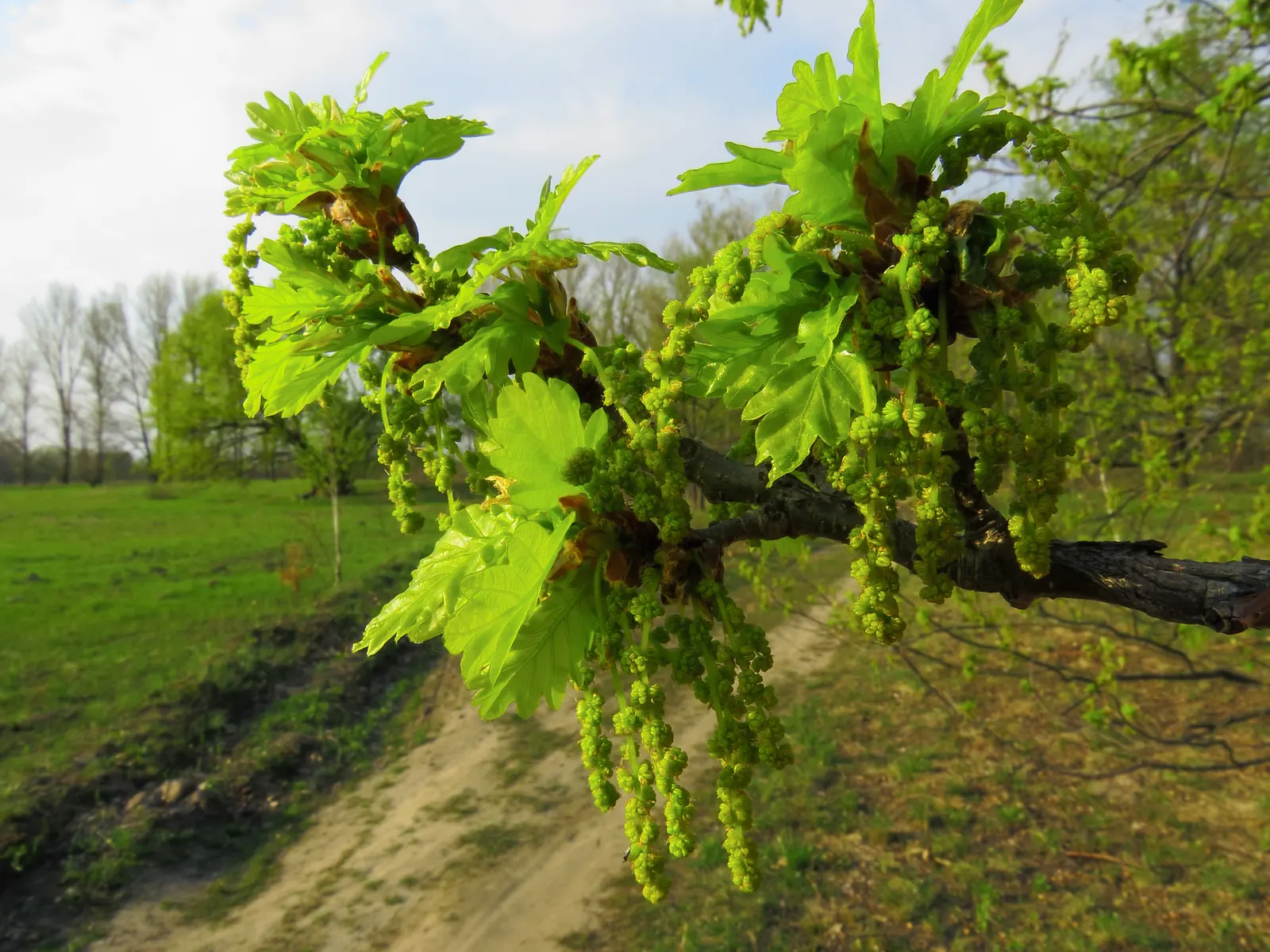 English Oak (Quercus Robur) — It is tolerant of various soil types; featuring a broad canopy of lobed leaves and producing iconic acorns