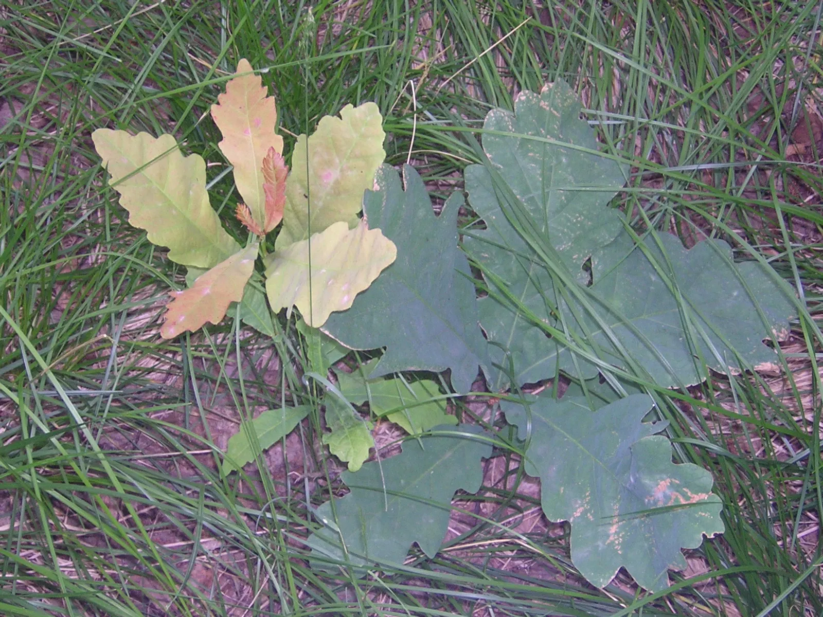 English Oak (Quercus Robur) — Its sprawling branches provide a robust structure, often creating a rounded or broad spreading crown; ideal for larger