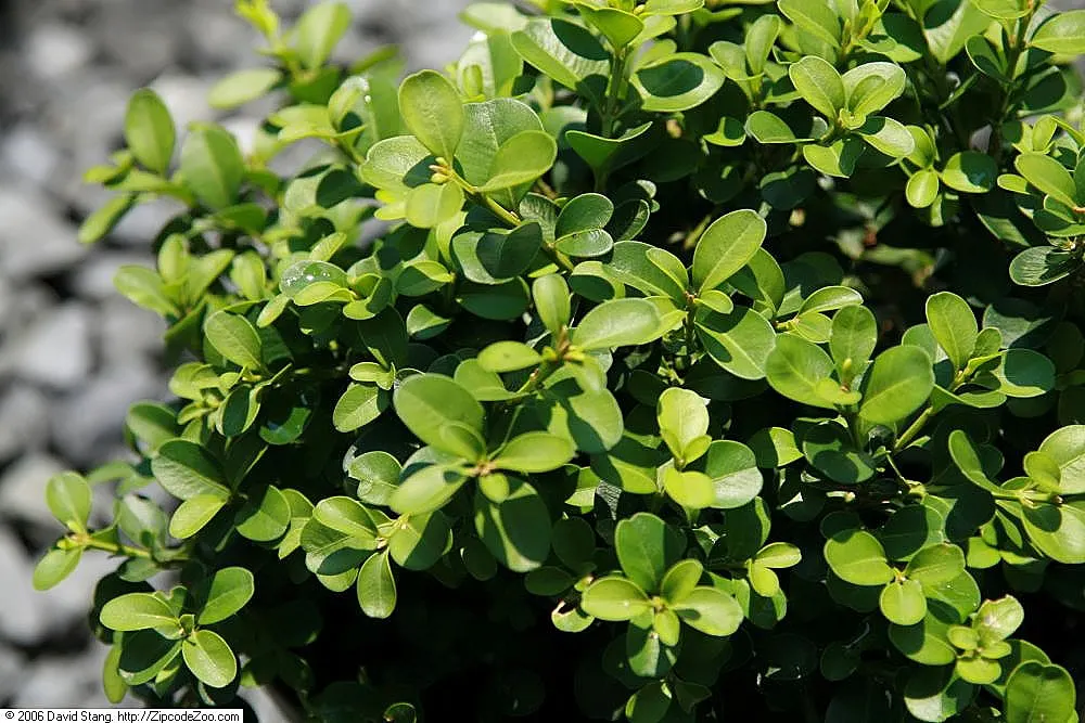 Green Pillow Buxus (Buxus 'Green Pillow') — This slow-growing boxwood variety reaches up to 2 feet in height and spreads 2-3 feet wide