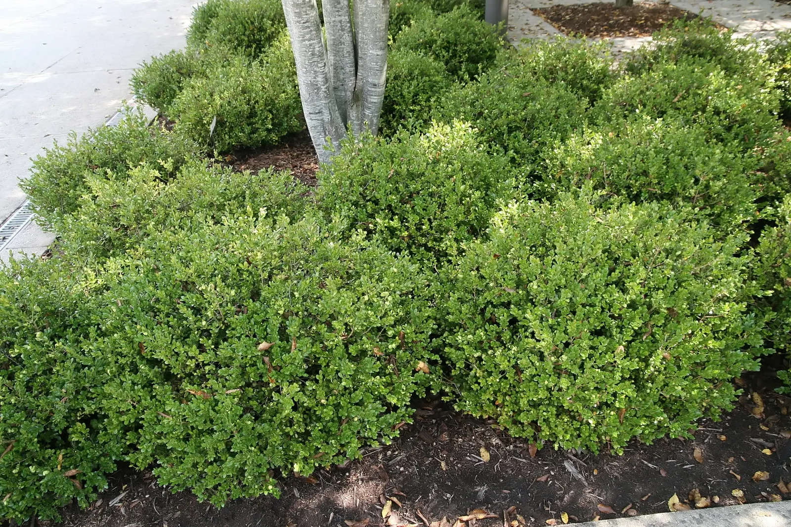 Green Pillow Buxus (Buxus 'Green Pillow') — The Buxus 'Green Pillow' is a compact evergreen renowned for its round, dense form