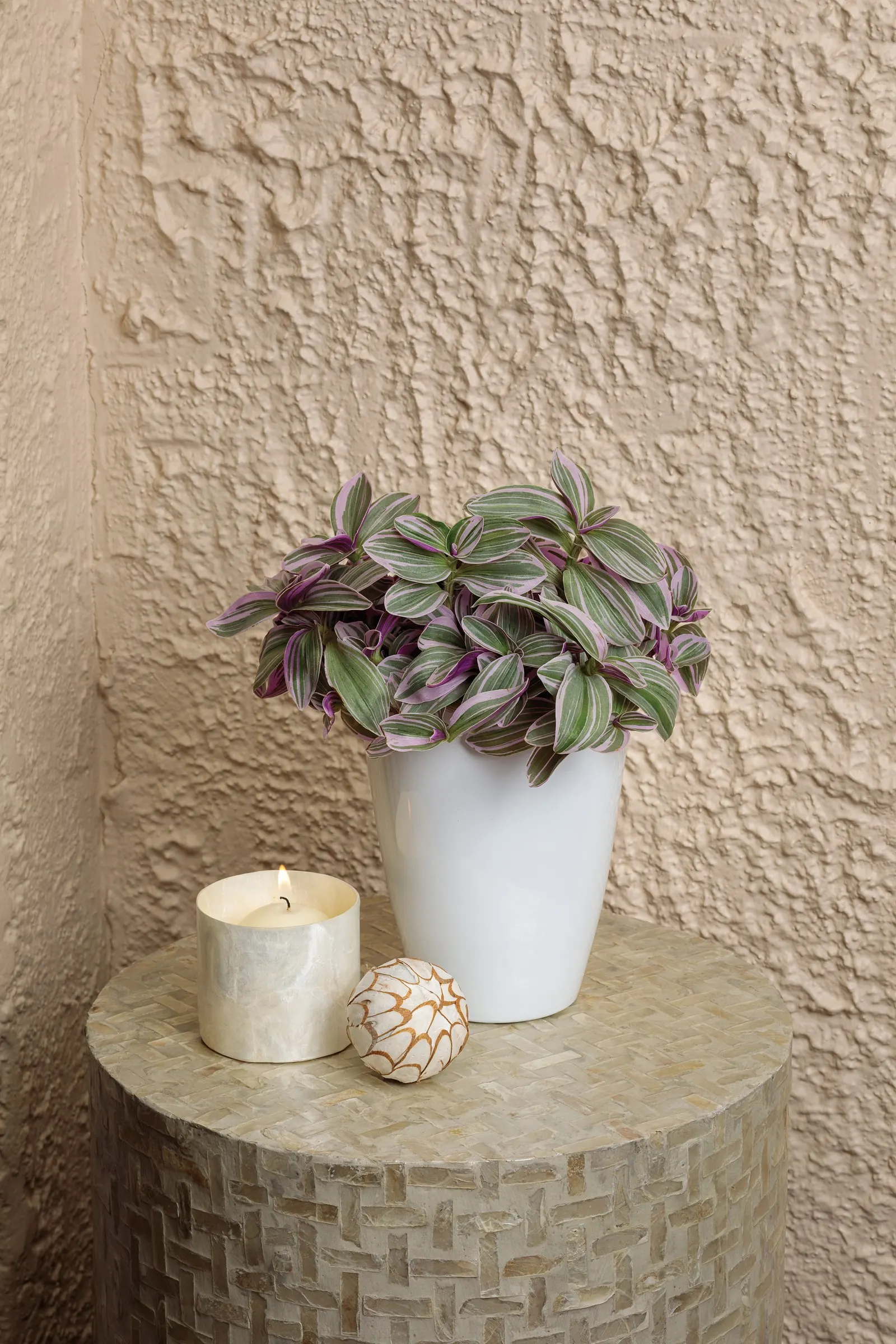 Feeling Flirty™ Inch Plants (Tradescantia fluminensis) — The Feeling Flirty™ Inch Plant