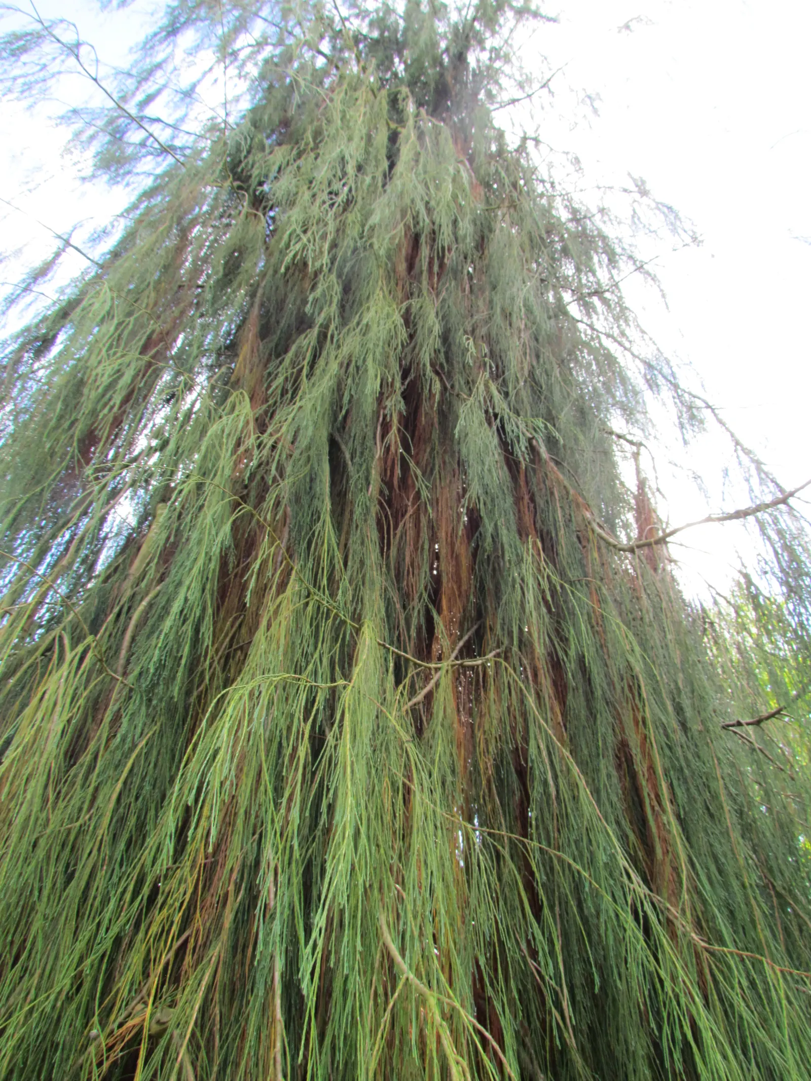 Weeping Threadleaf Lawson False Cyp (Chamaecyparis Lawsoniana 'Imbricata') — is a coniferous evergreen with a distinctive pendulous form