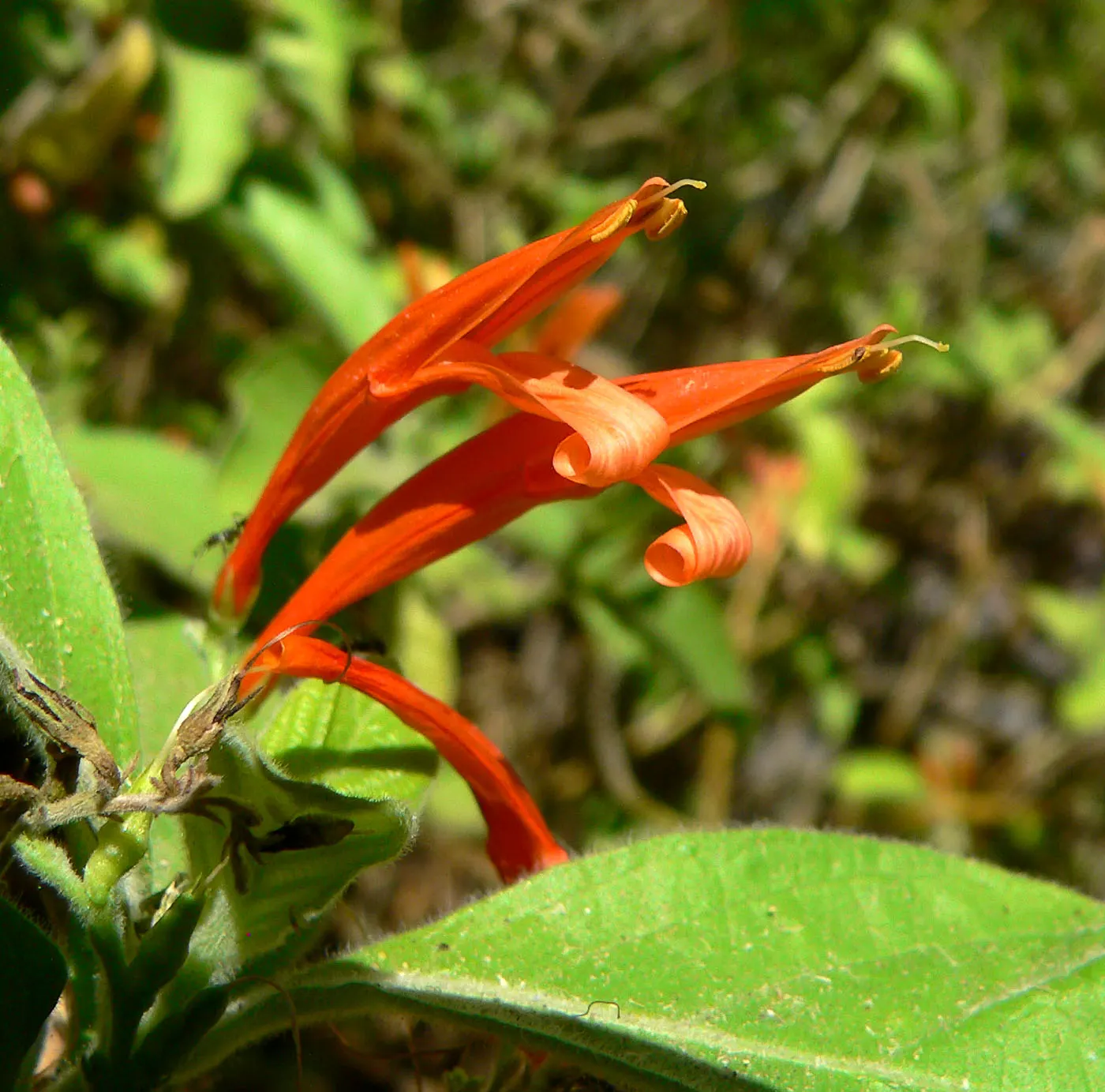 Mexican Honeysuckle (Justicia Spicigera) — Its tubular orange flowers bloom year-round, attracting hummingbirds and pollinators