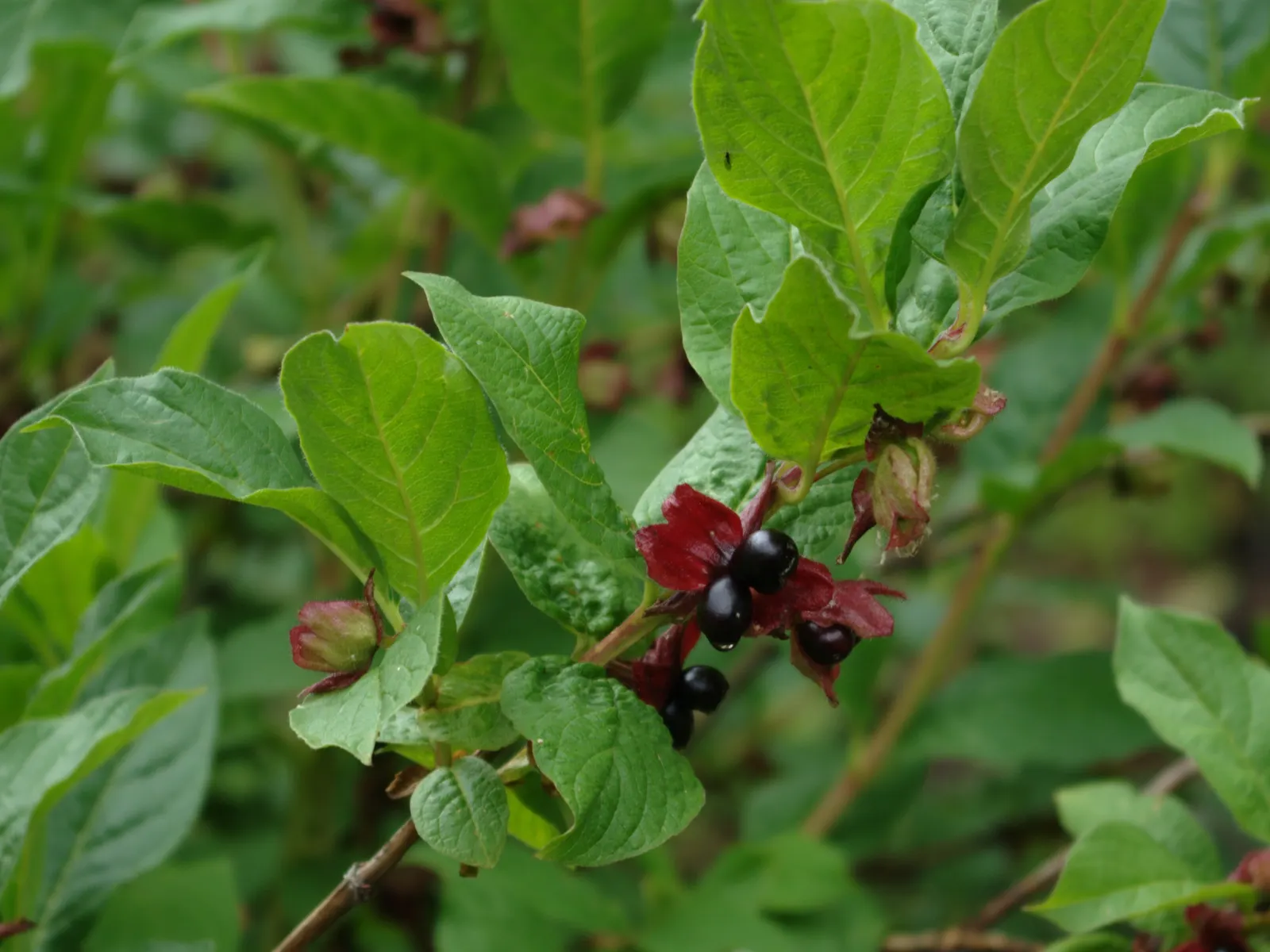 Mexican Honeysuckle (Justicia Spicigera) — though regular watering in extended dry periods will keep the shrub healthy and promote continuous flowering