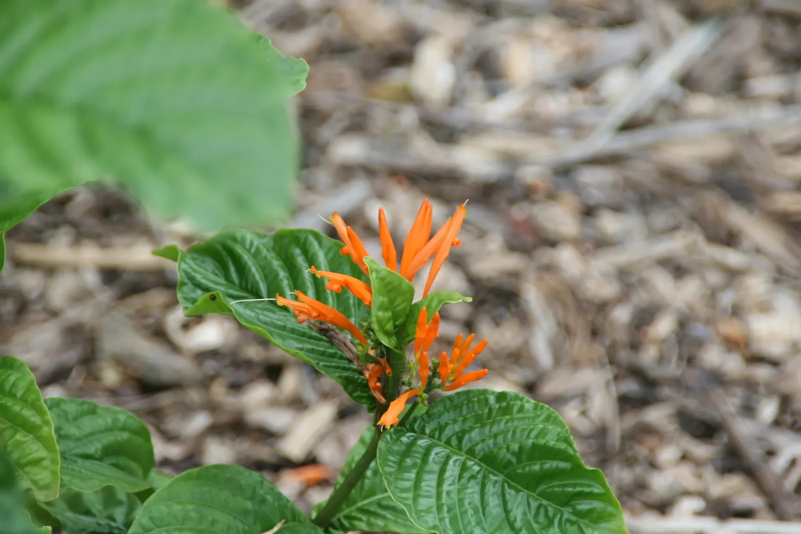 Mexican Honeysuckle (Justicia Spicigera) — making it a delightful choice for creating an inviting landscape for both visitors and local fauna alike