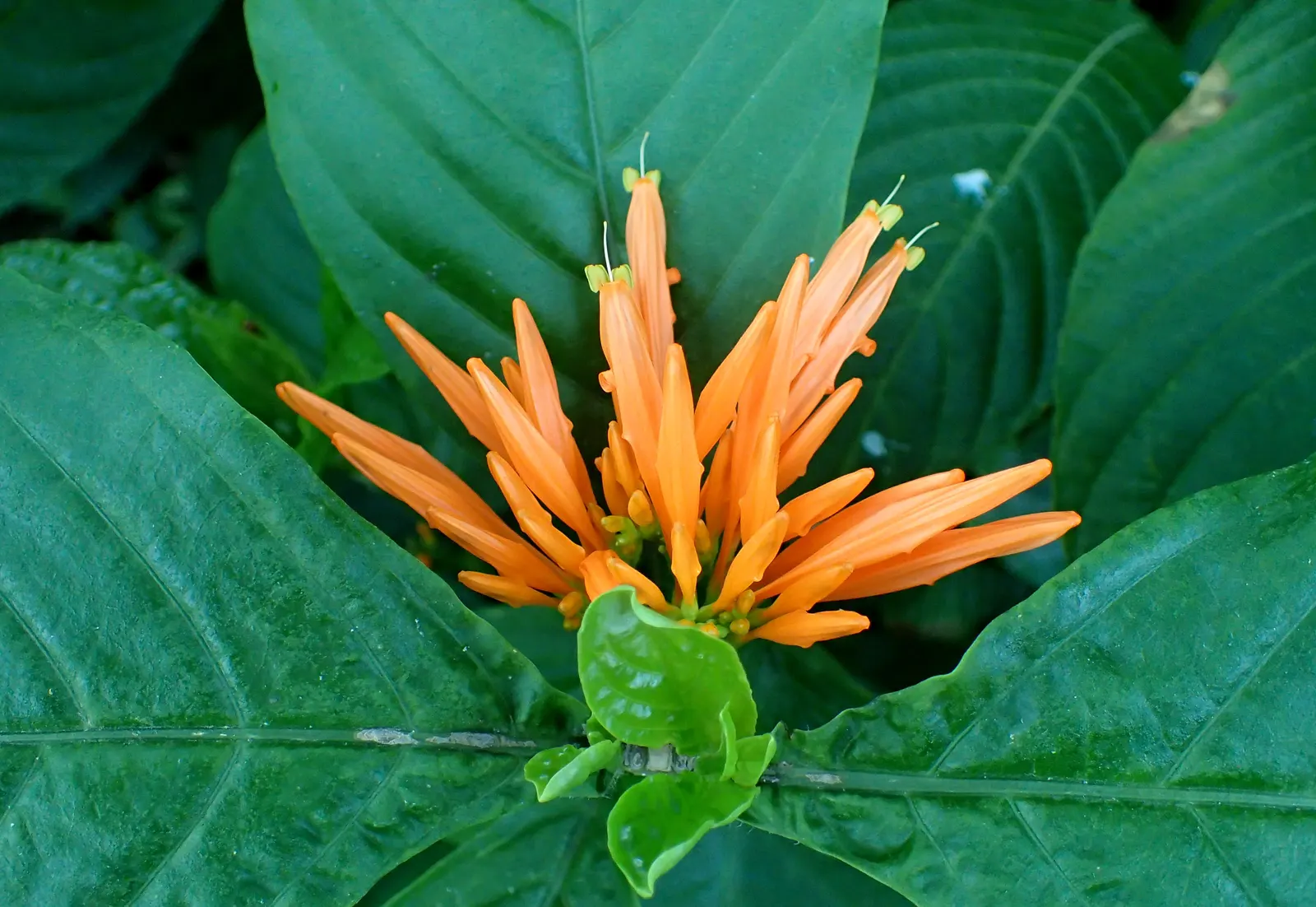 Mexican Honeysuckle (Justicia Spicigera) — offering an attractive canvas for the bright blooms
