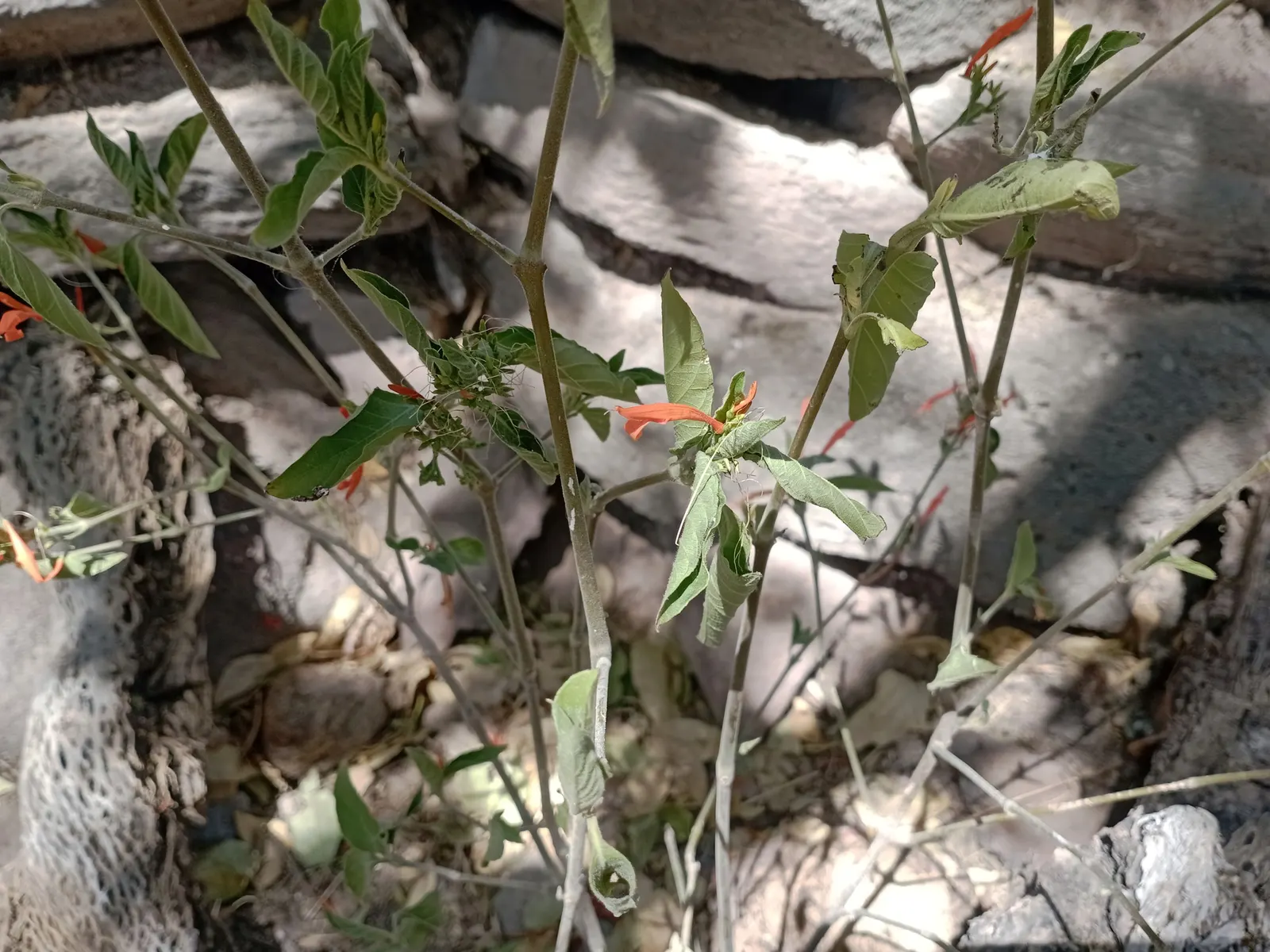 Mexican Honeysuckle (Justicia Spicigera) — Mexican Honeysuckle flourishes in well-draining soil