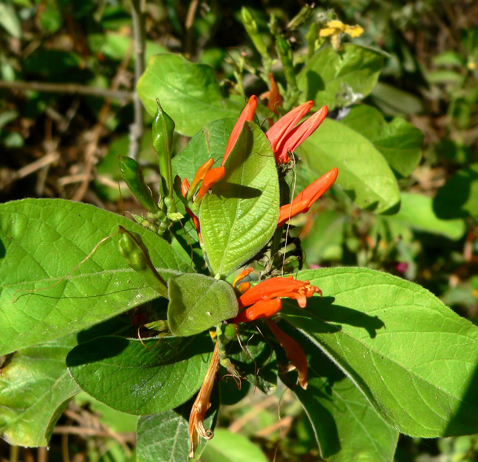 Mexican Honeysuckle (Justicia Spicigera) — Thriving in USDA zones 8b-11, it favors full sun to partial shade and well-draining soil