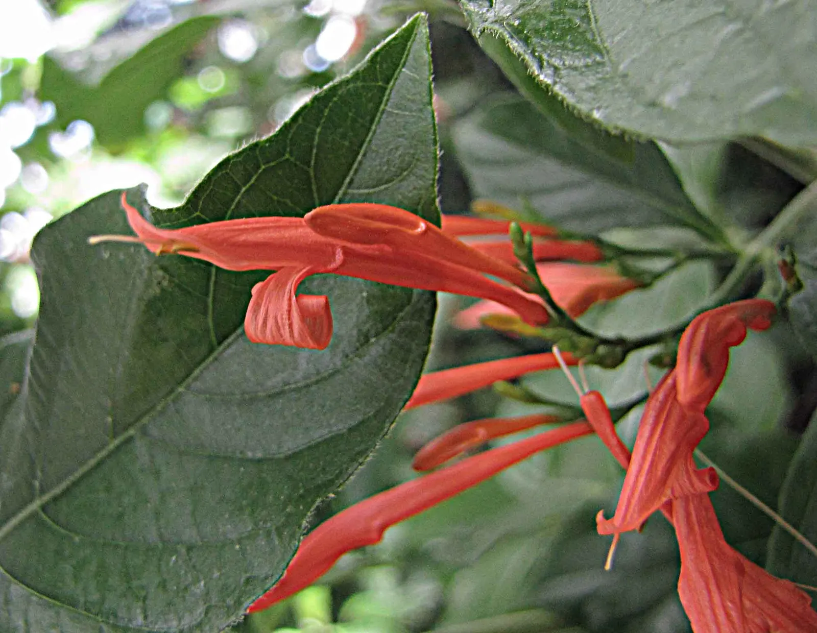 Mexican Honeysuckle (Justicia Spicigera) — which can reach up to 1 inch in length.<br><br>Preferring full sun to partial shade