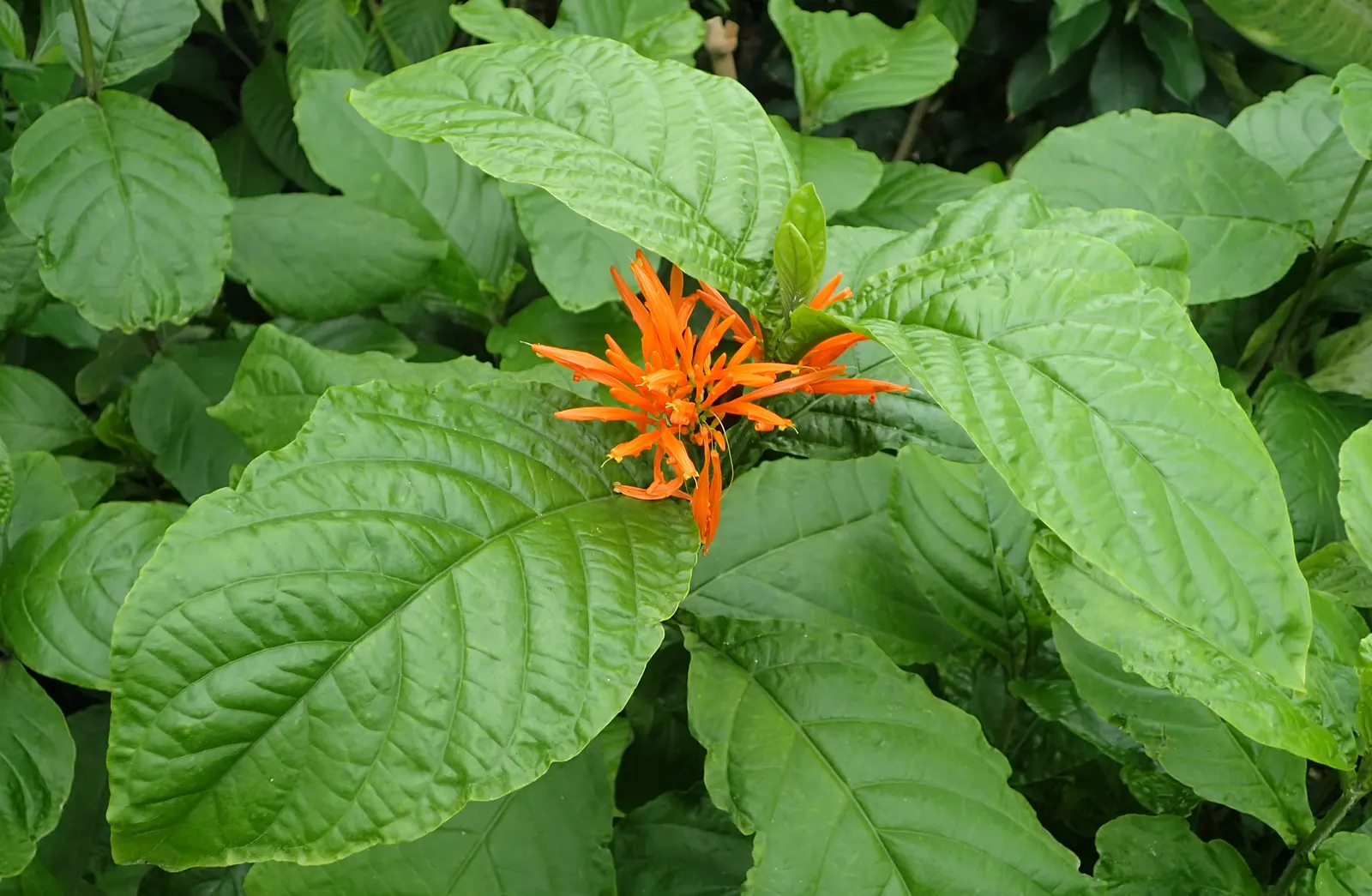 Mexican Honeysuckle (Justicia Spicigera) — or as an understory plant in a layered garden design