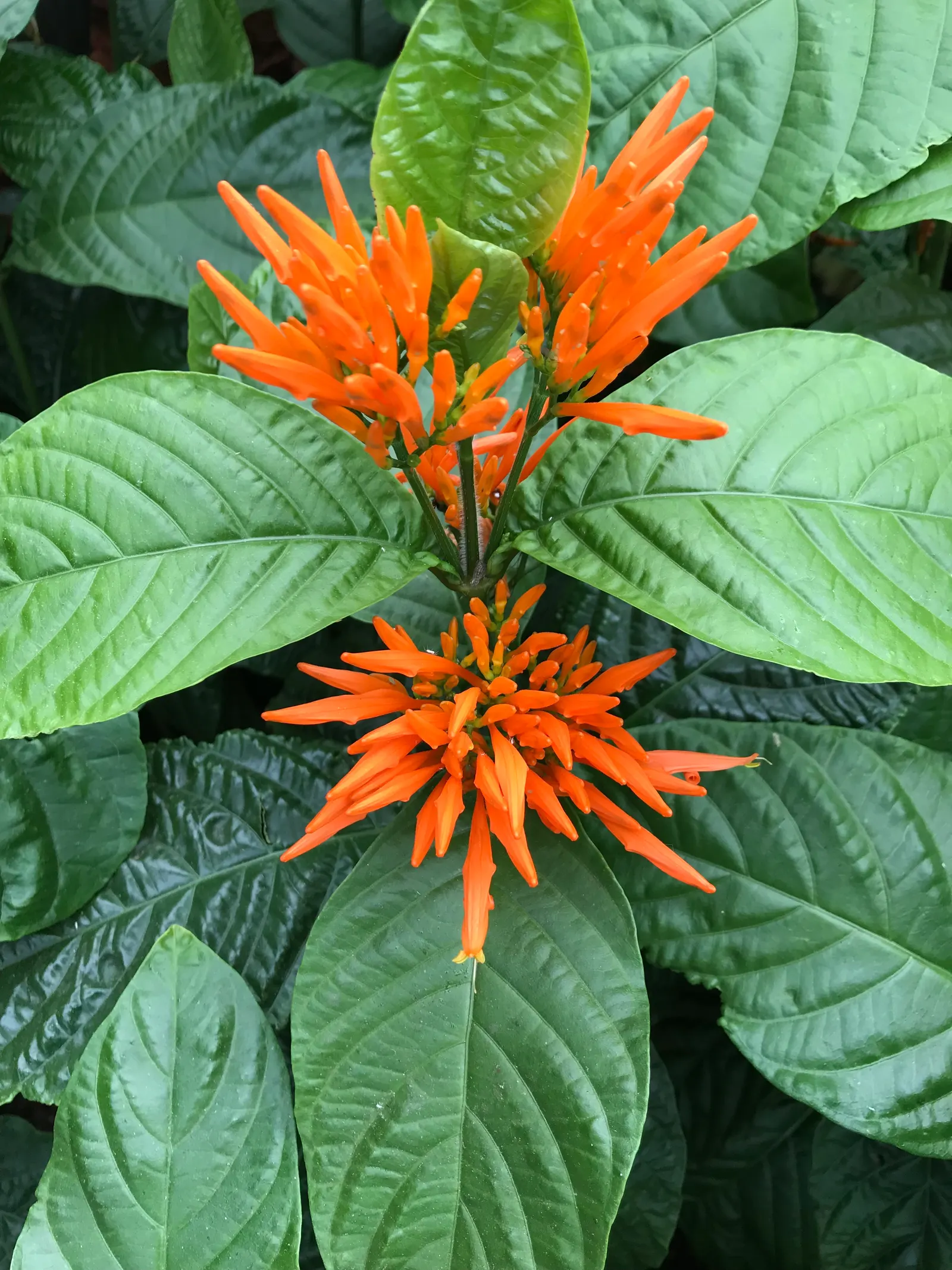 Mexican Honeysuckle (Justicia Spicigera) — evergreen shrub reaching heights of 2-4 feet with an equal spread