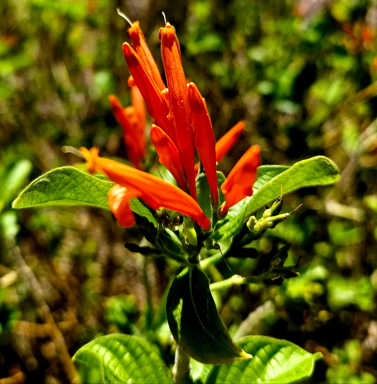 Mexican Honeysuckle (Justicia Spicigera) — Justicia spicigera requires minimal pruning