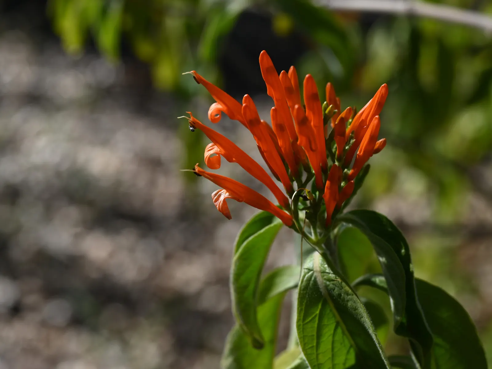 Mexican Honeysuckle (Justicia Spicigera) — It's relatively drought-tolerant once established