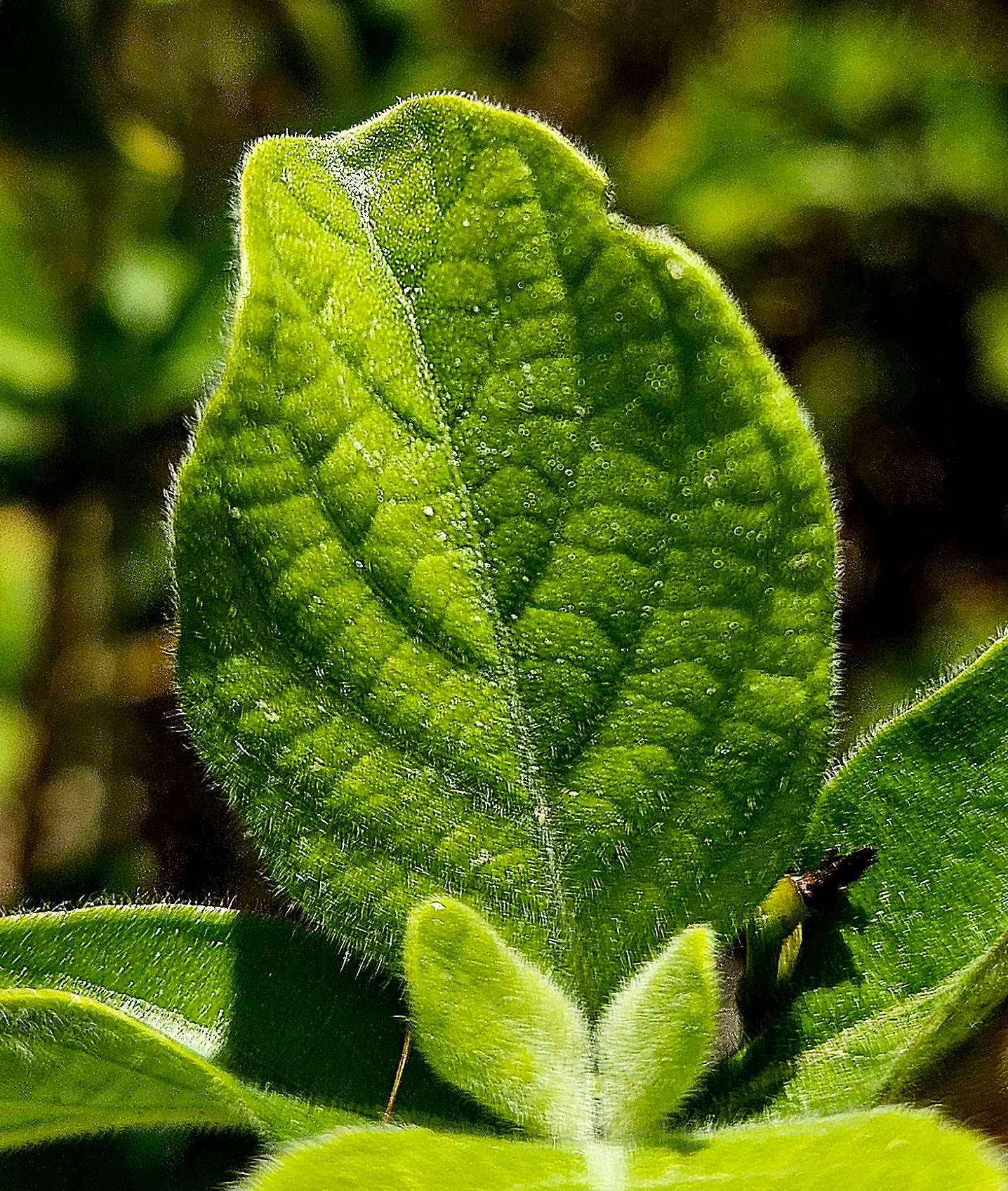 Mexican Honeysuckle (Justicia Spicigera) — Hardy in USDA zones 8b to 11